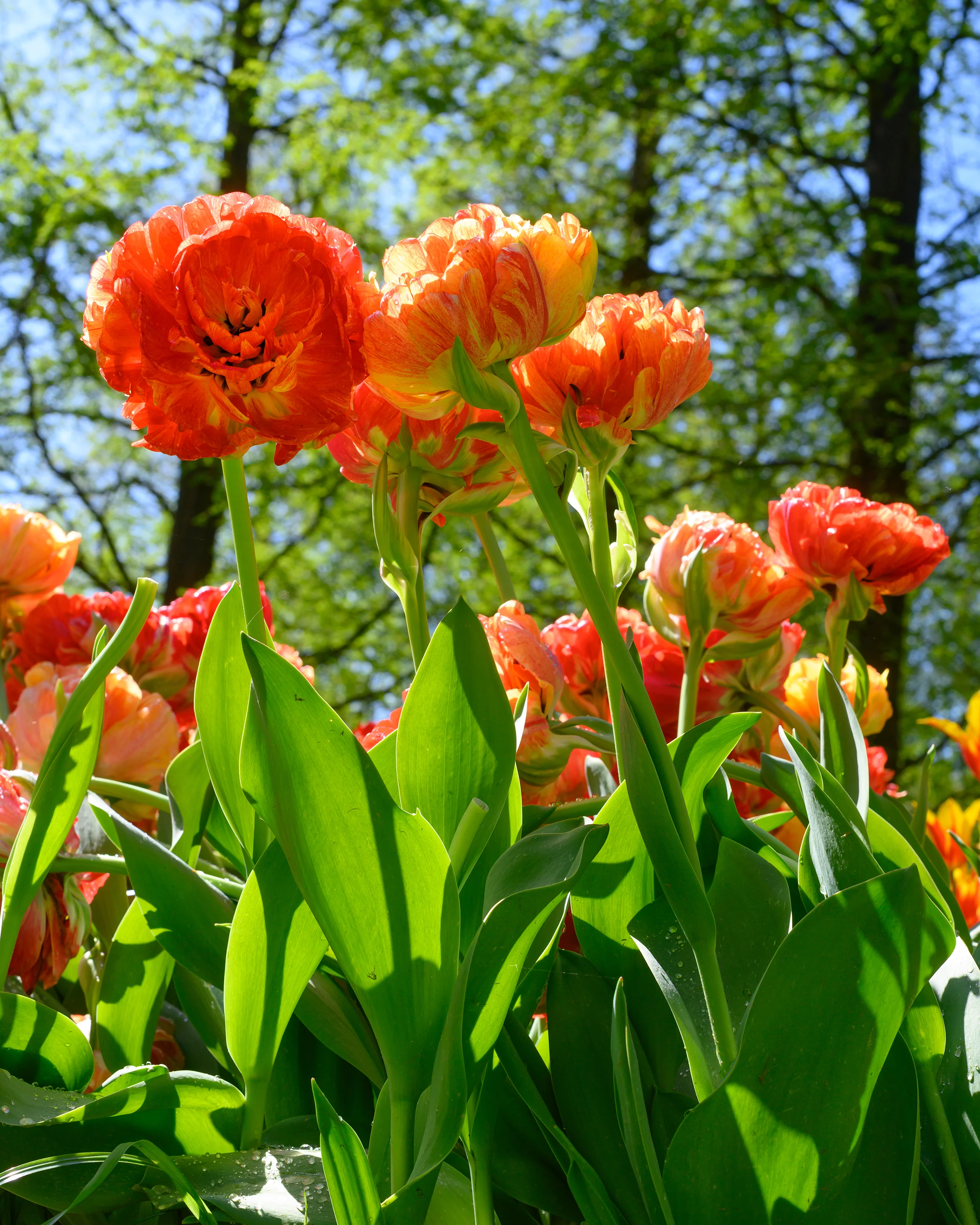 Tulip 'Gudoshnik Double' - Image 9