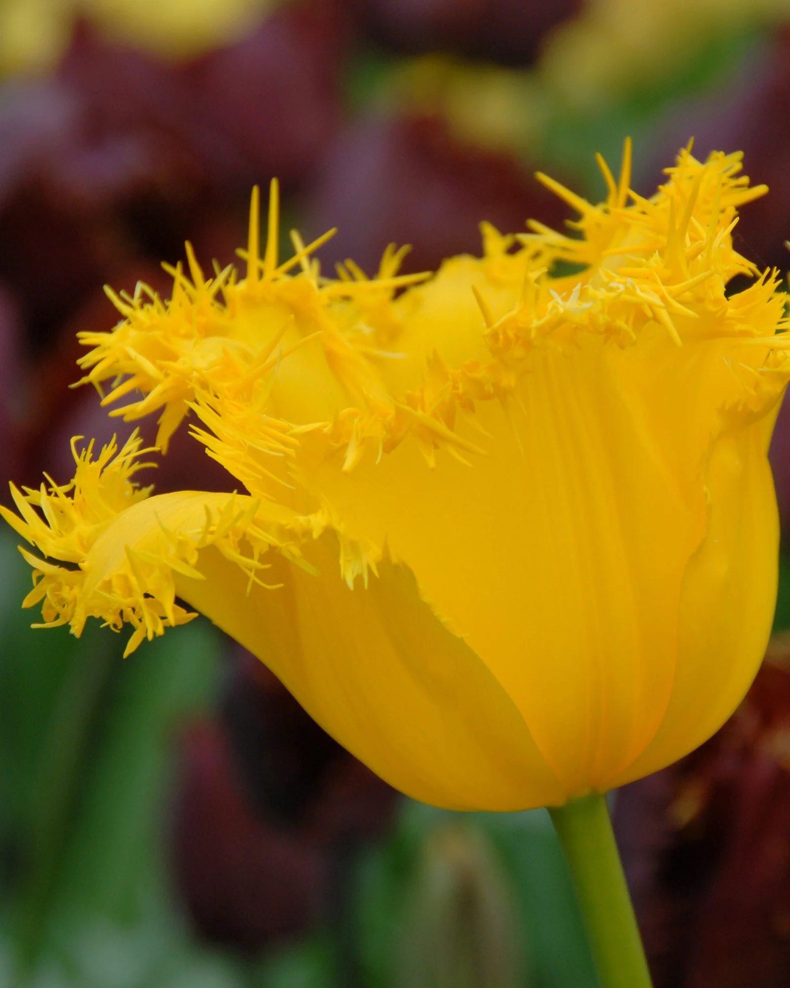 Tulip 'Hamilton'