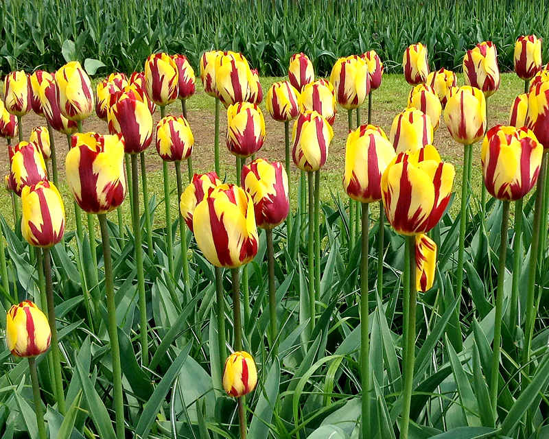 Tulip 'Helmar' - Image 5
