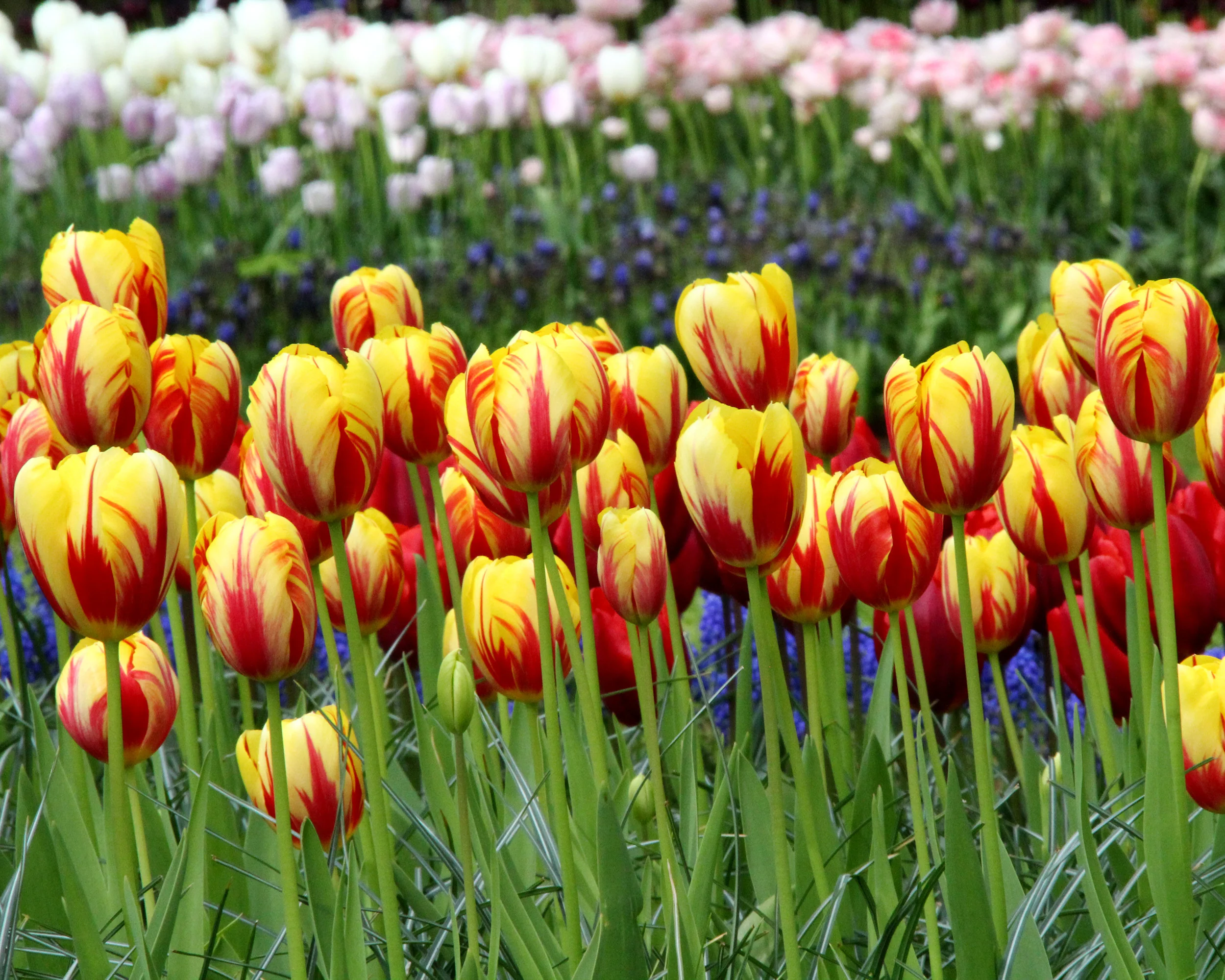 Tulip 'Holland Queen' - Image 2