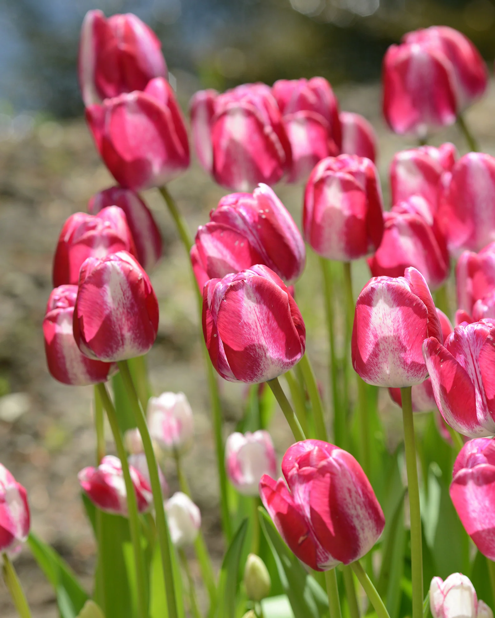Tulip 'Hotpants' - Image 2