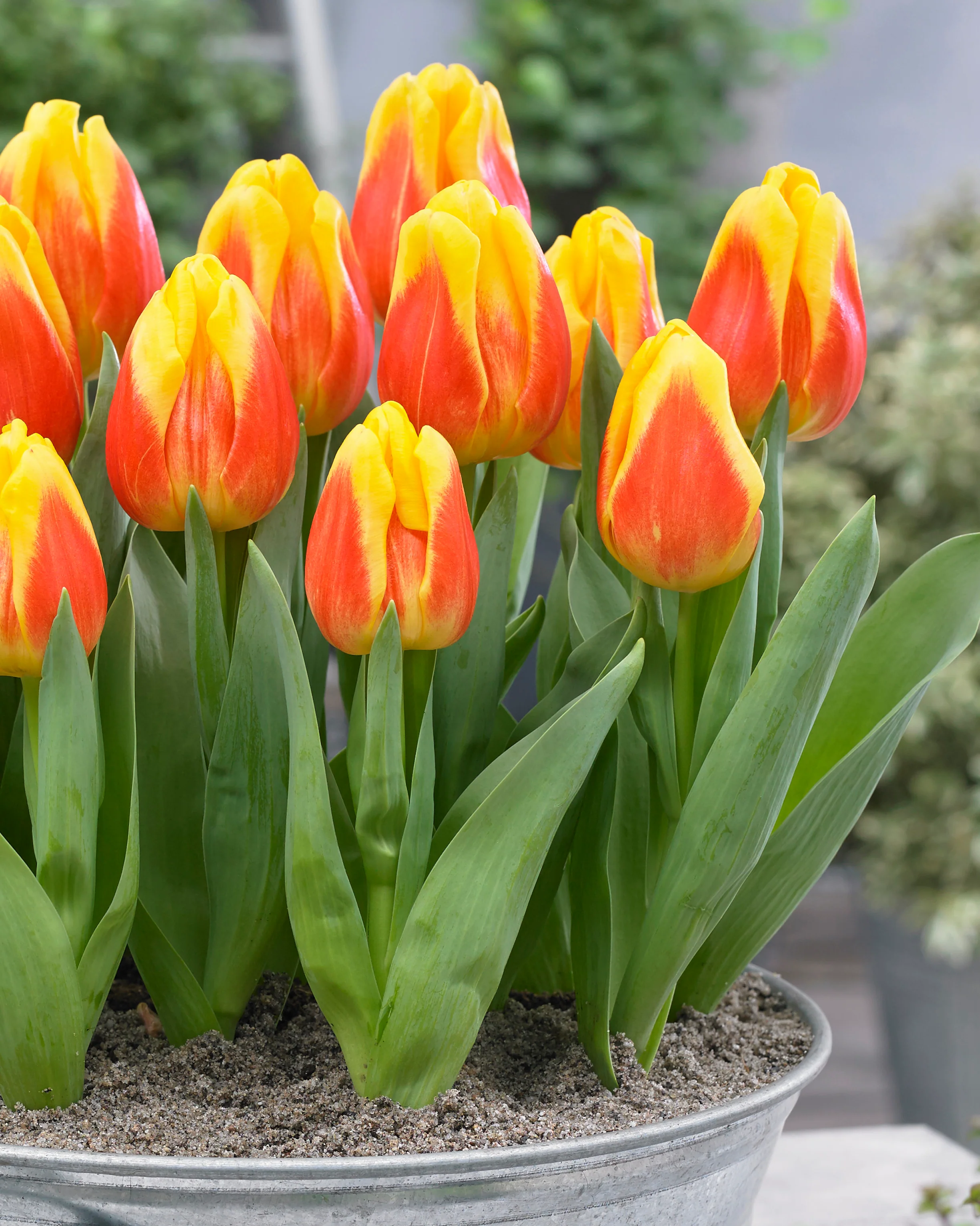 Tulip 'Ice Lolly' - Image 2