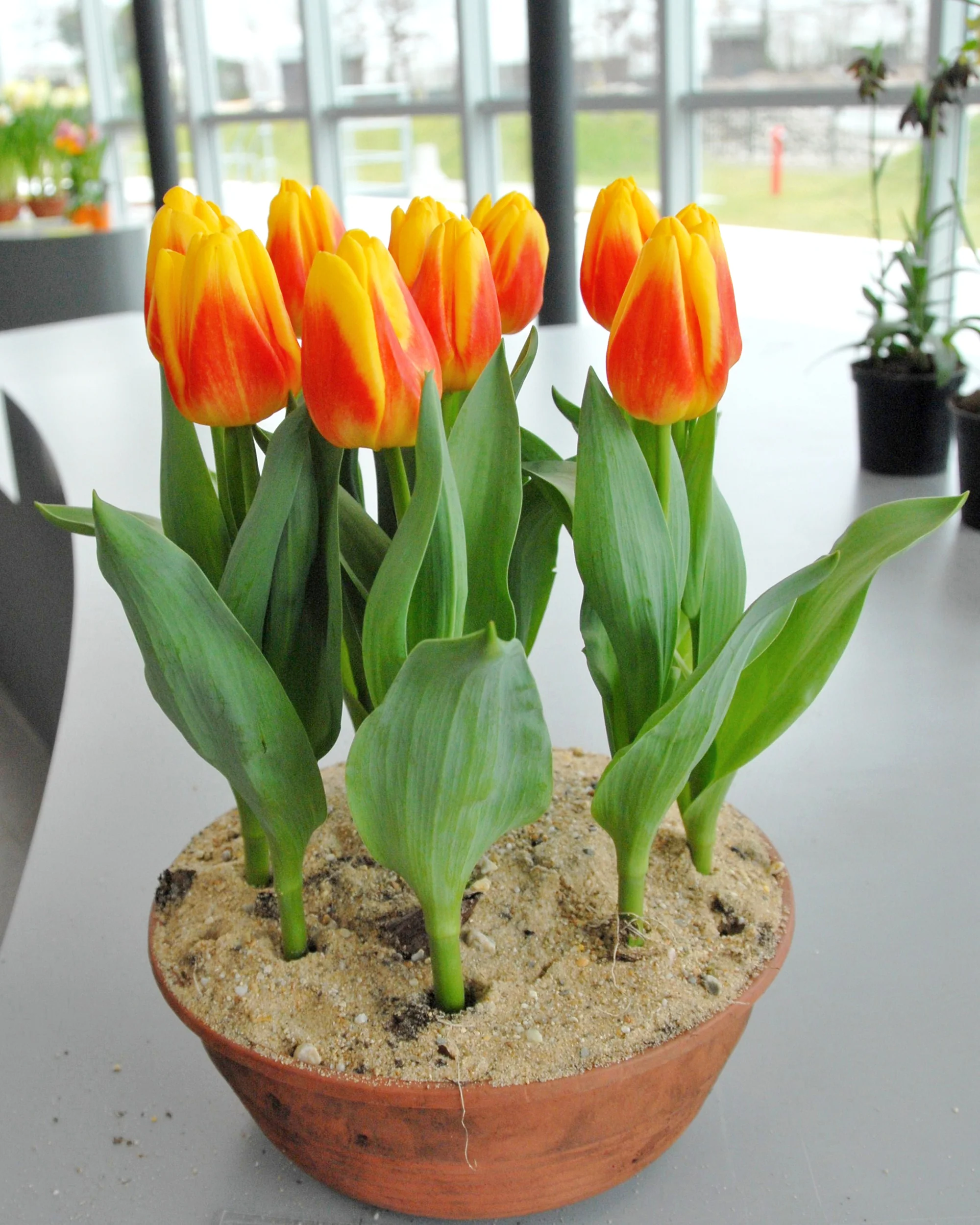 Tulip 'Ice Lolly' - Image 3