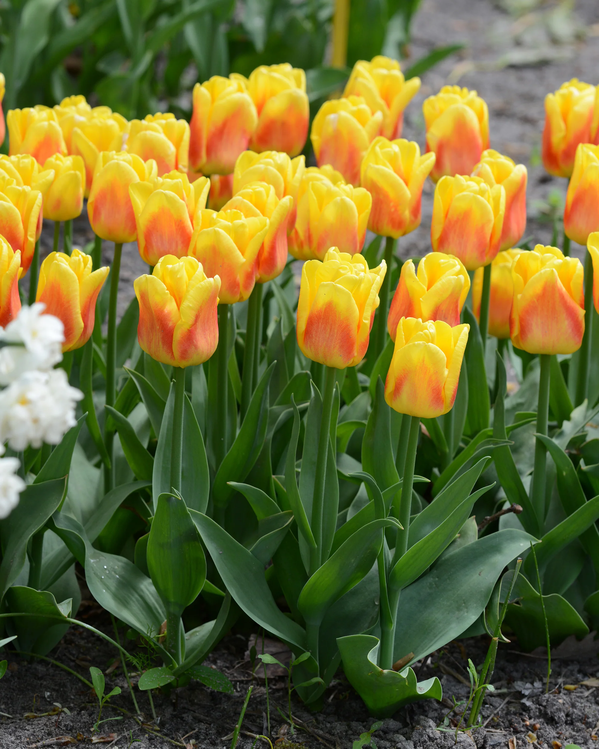 Tulip 'Ice Lolly' - Image 4