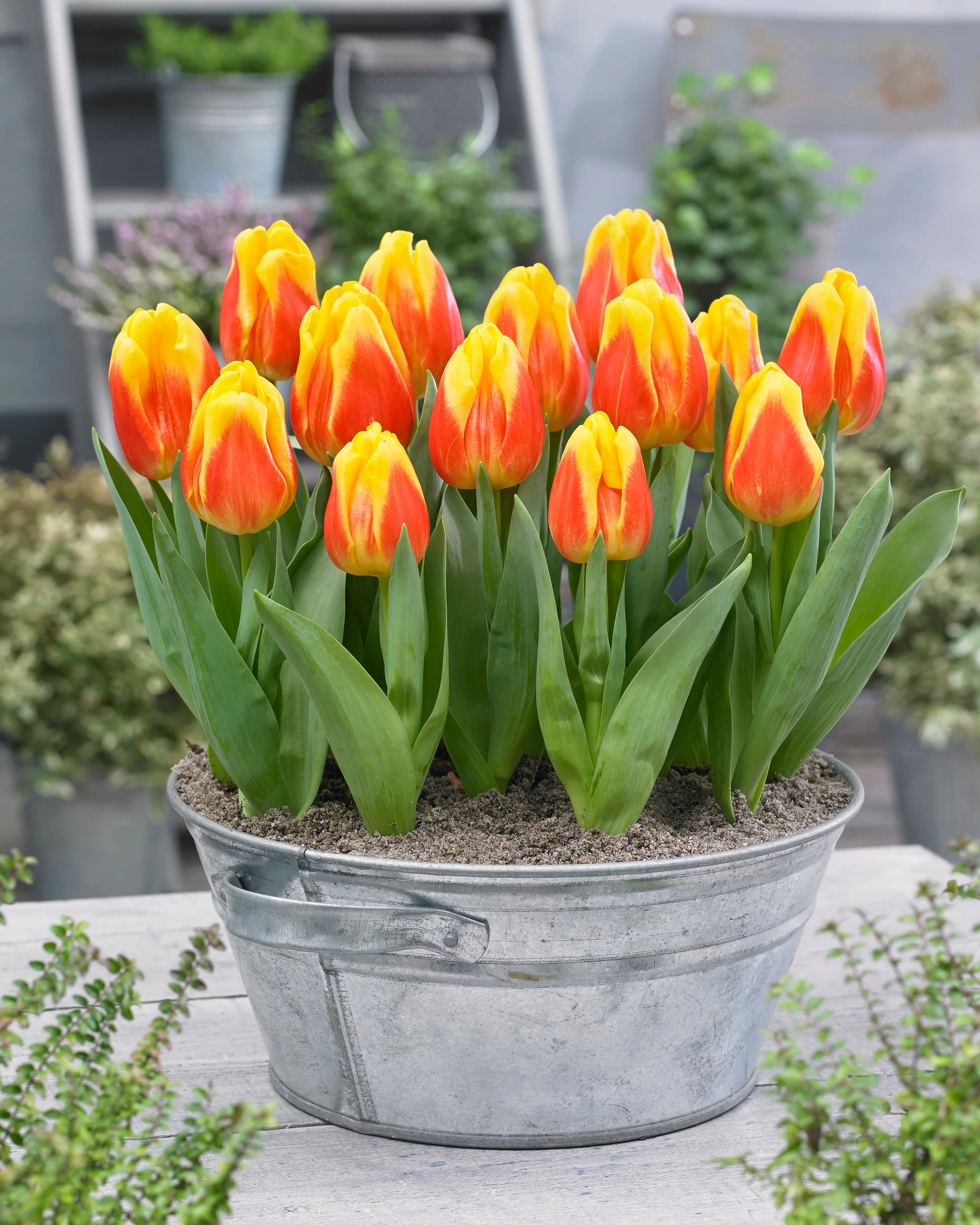 Tulip 'Ice Lolly' - Image 5