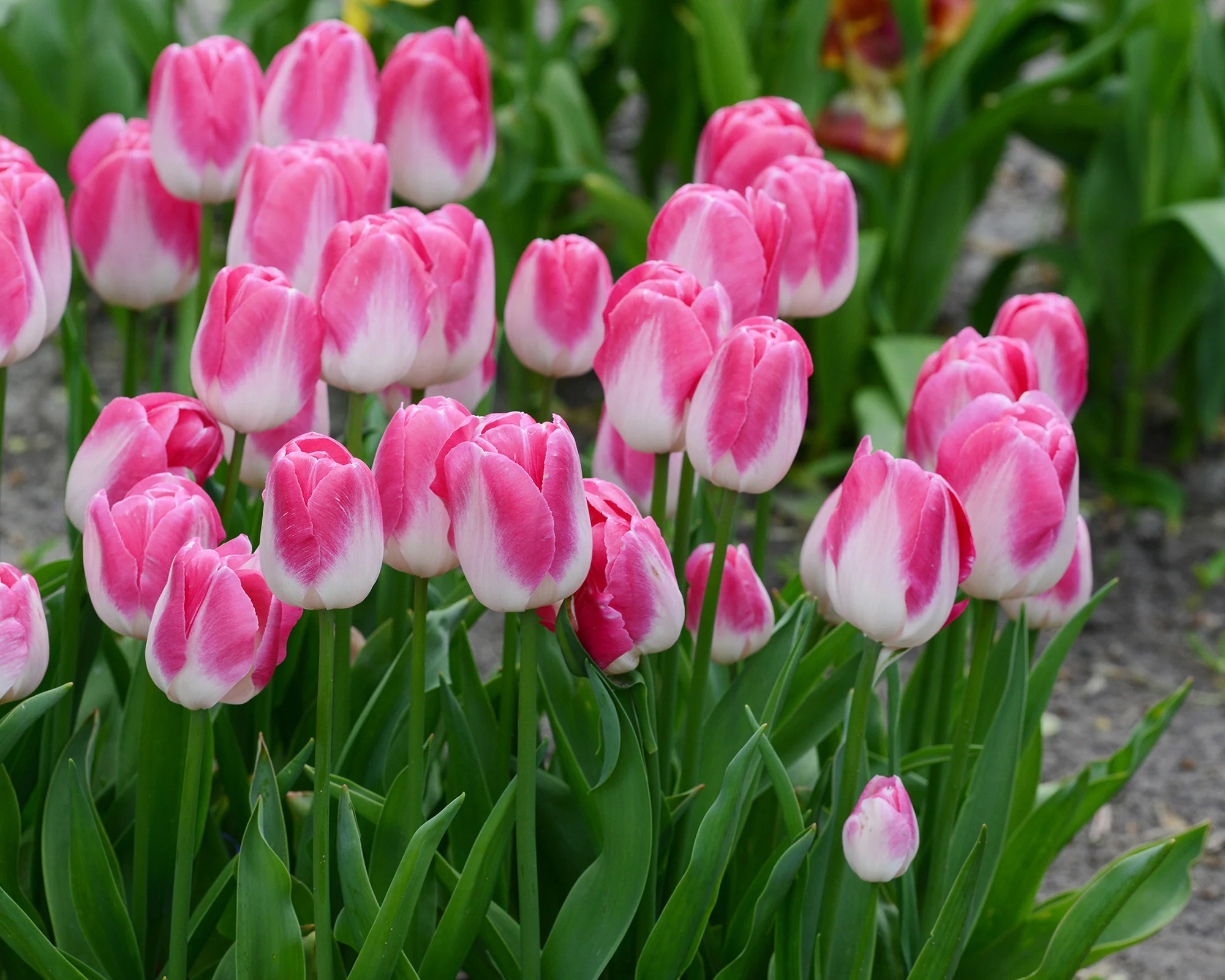 Tulip 'Innuendo' - Image 2