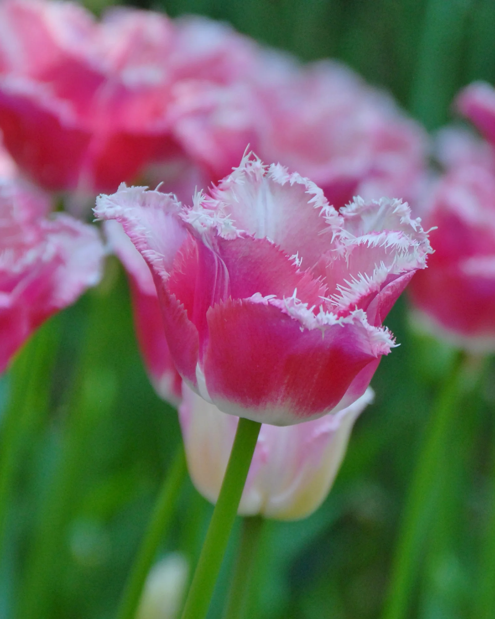 Tulip 'Izumi'
