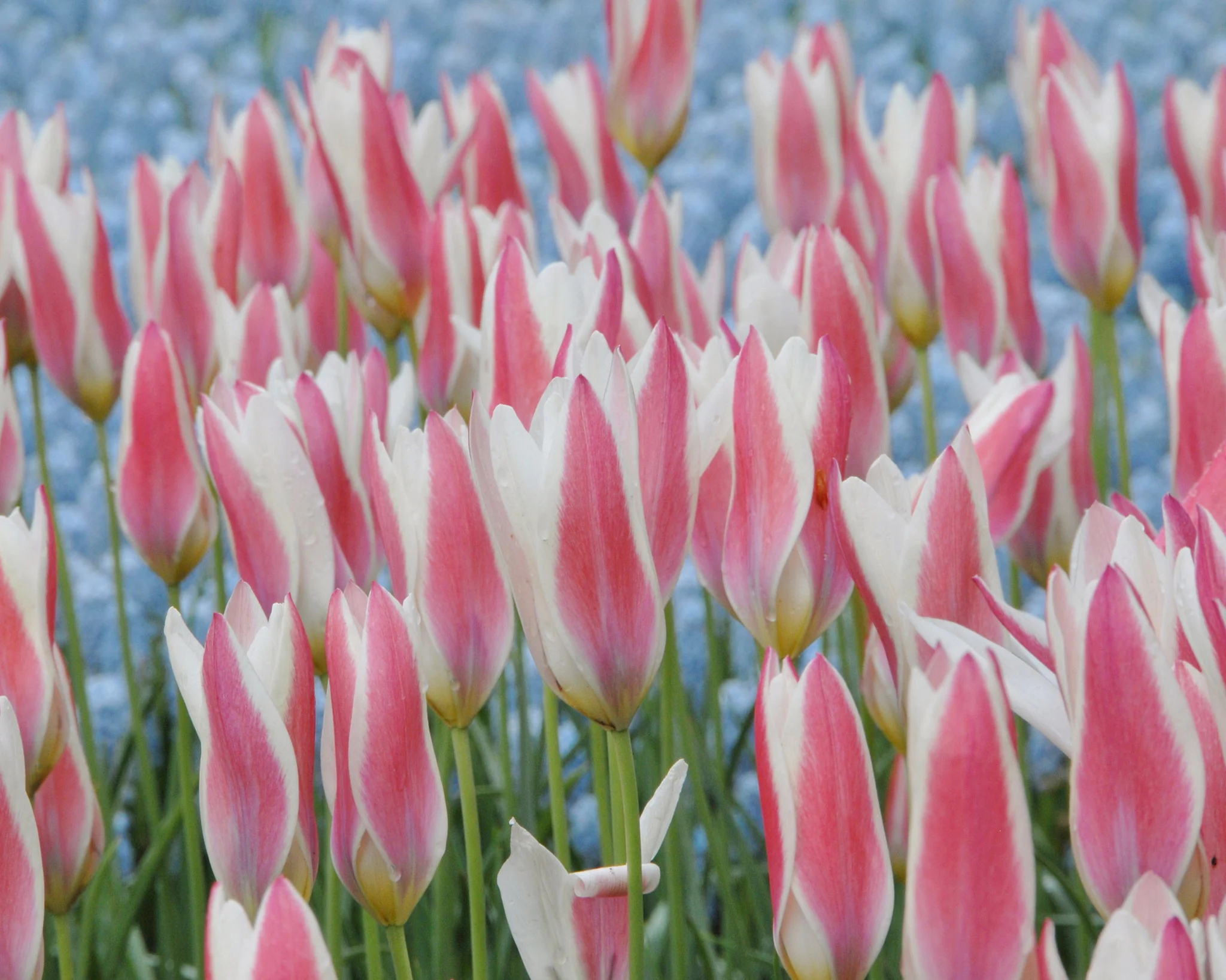 Tulip 'Lady Jane' - Image 5