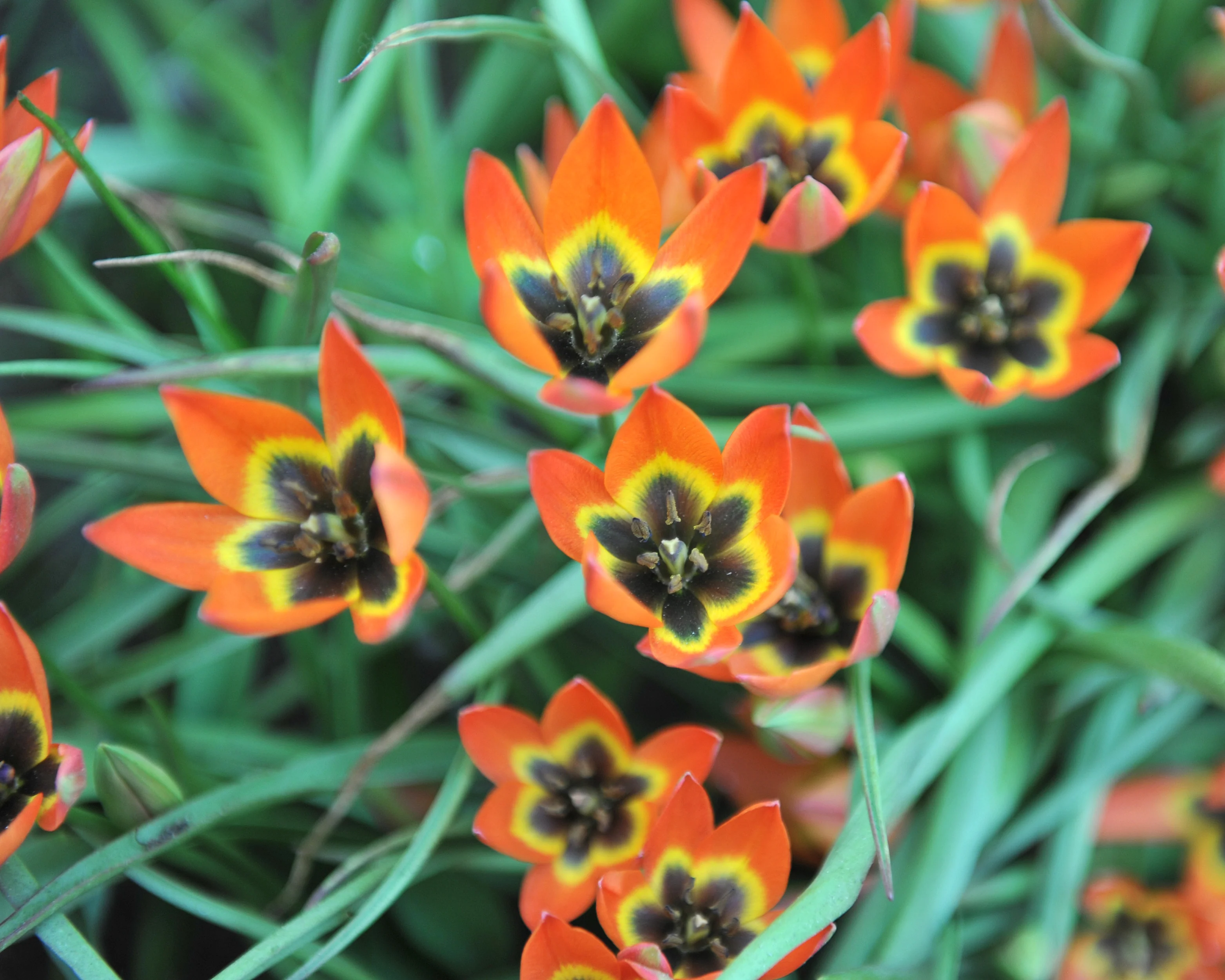 Tulip 'Little Princess' - Image 16