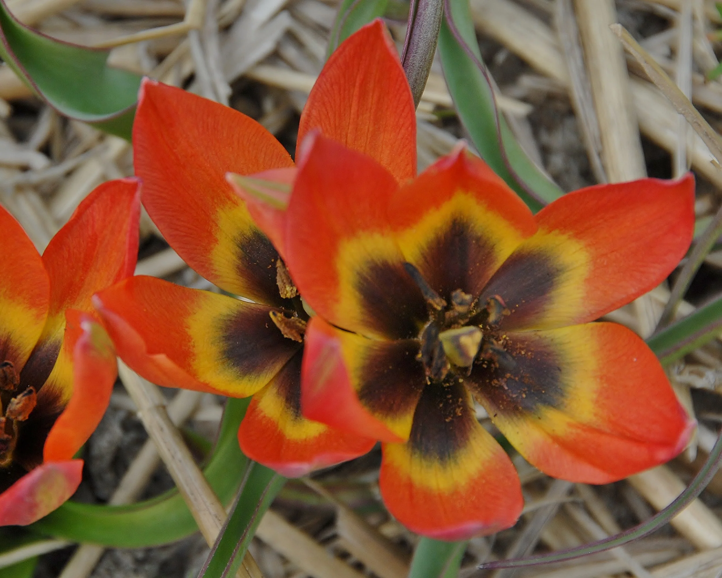 Tulip 'Little Princess' - Image 9