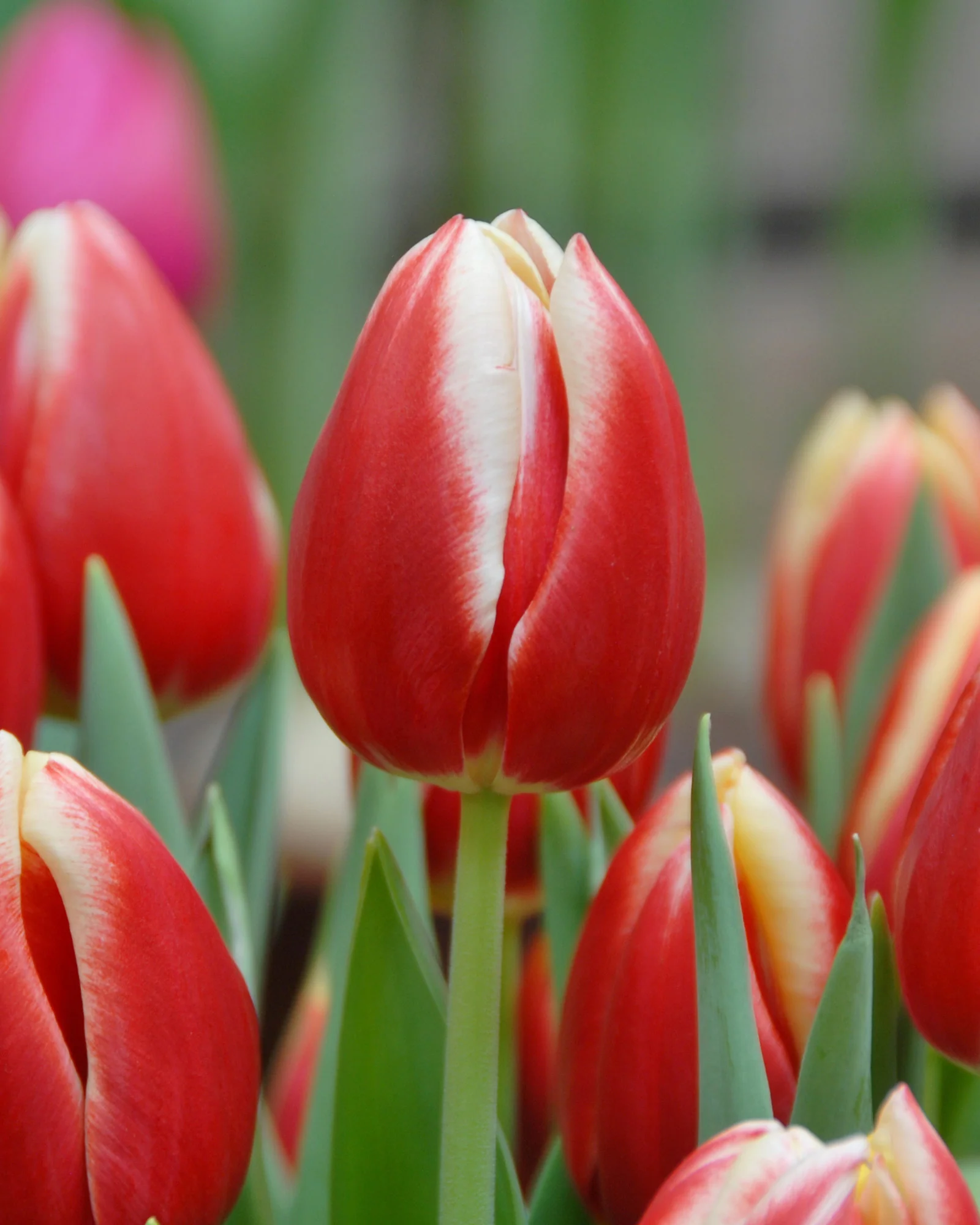 Tulip 'Lucky Strike'