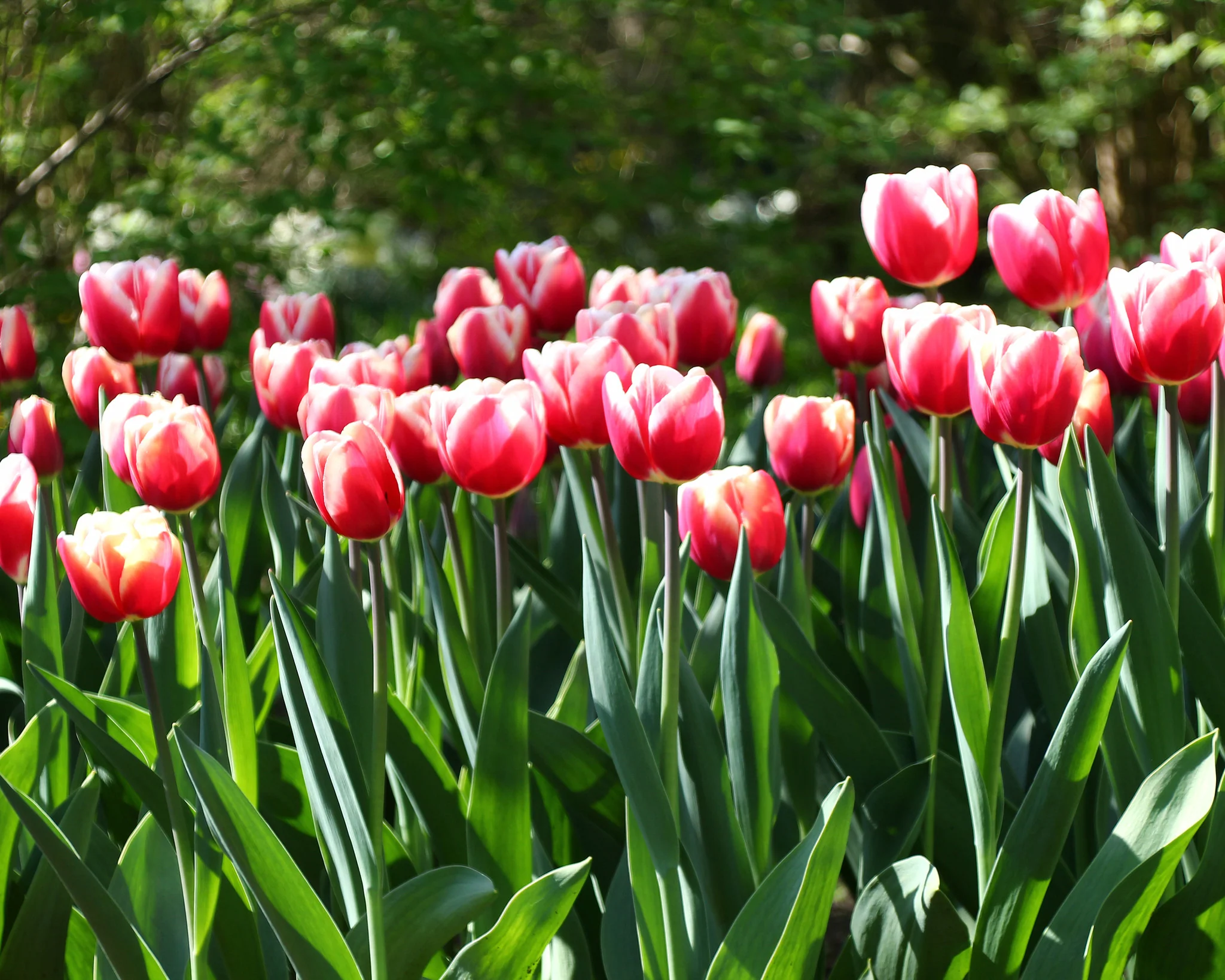 Tulip 'Lucky Strike' - Image 2