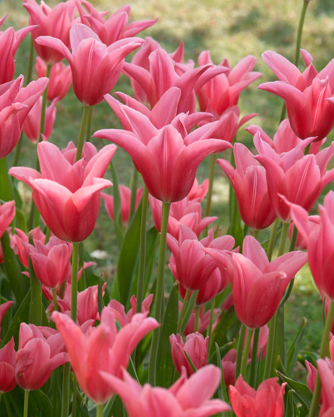 Tulip 'Mariette'