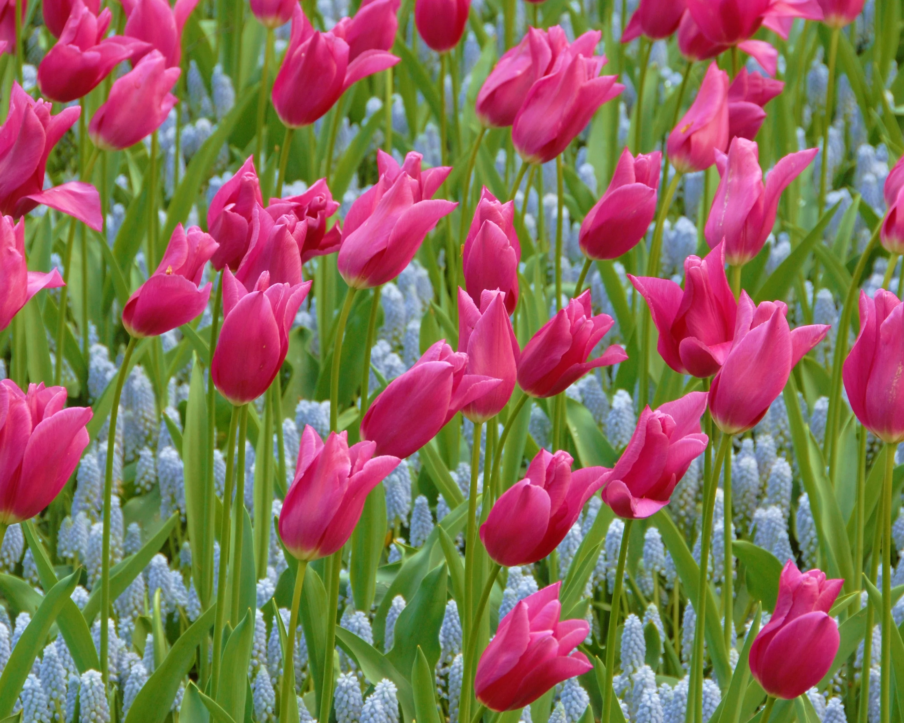 Tulip 'Mariette' - Image 8