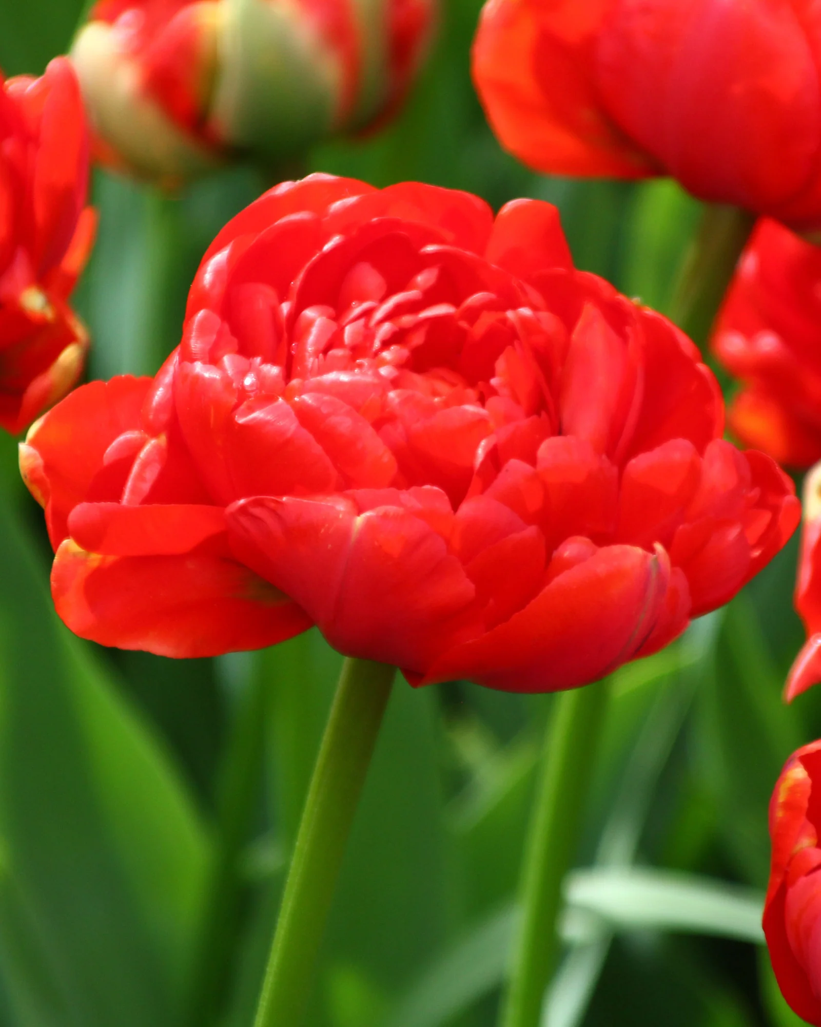 Tulip 'Miranda'