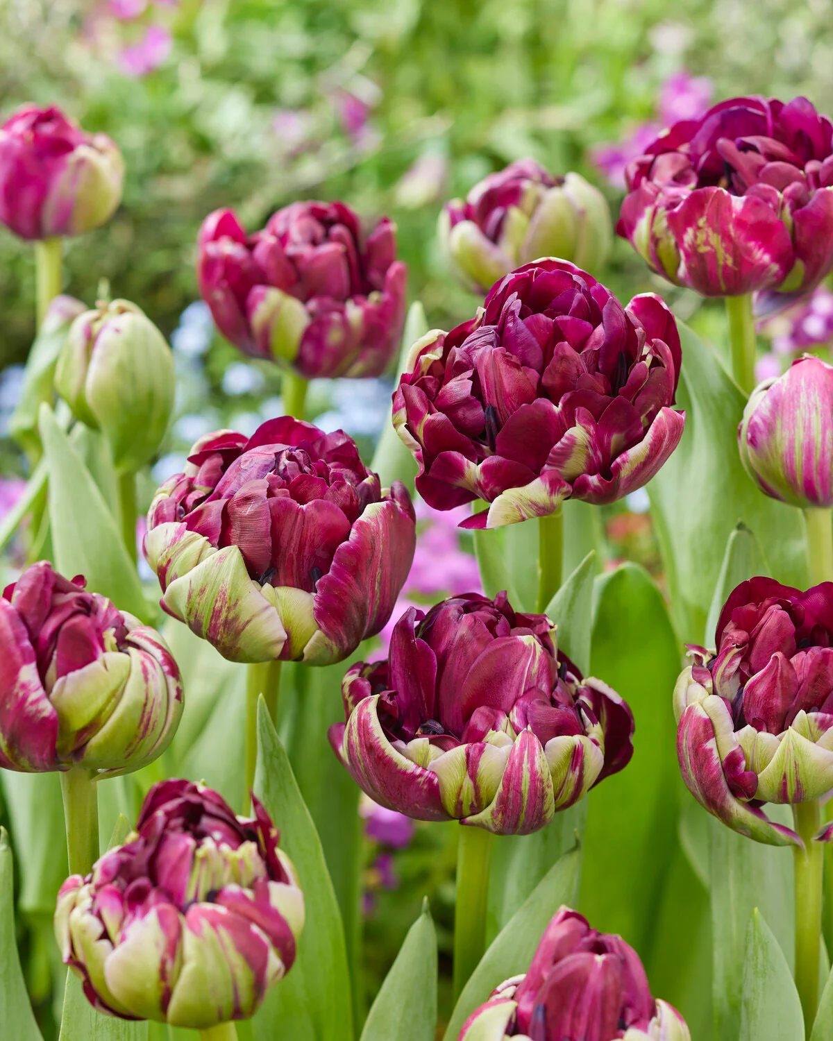 Tulip 'Mystery Dream' - Image 2