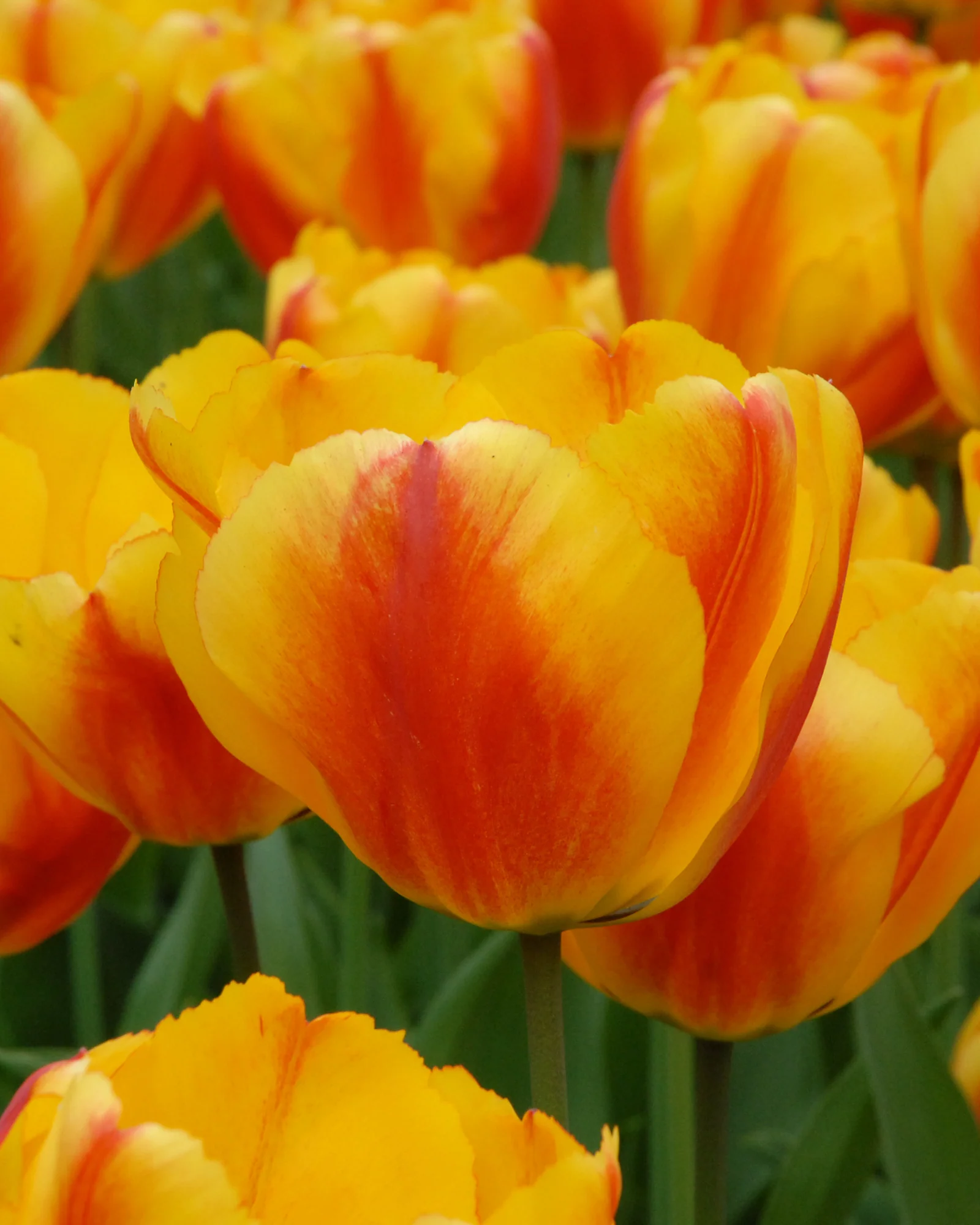 Tulip 'Oxford Wonder'
