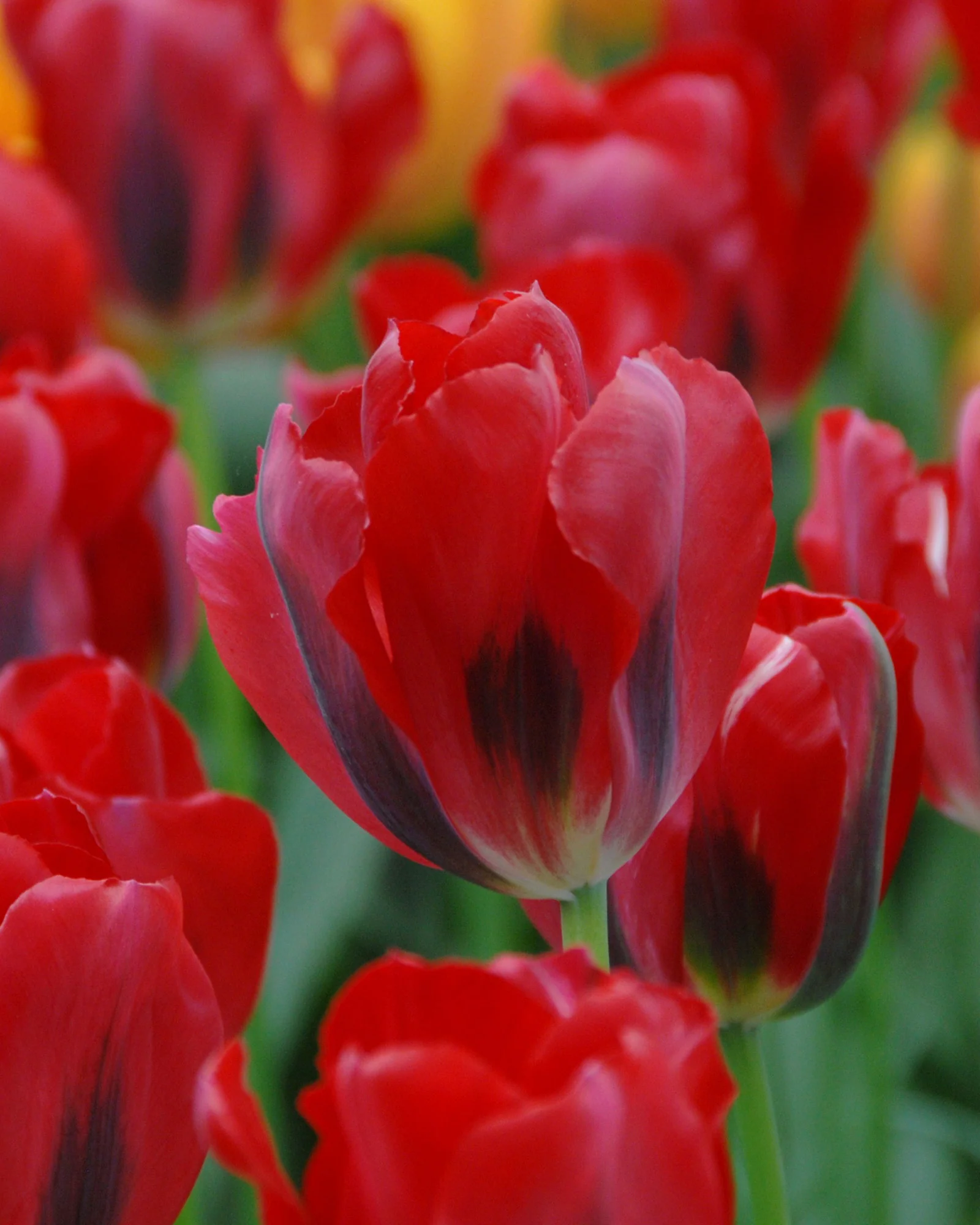 Tulip 'Pimpernel'