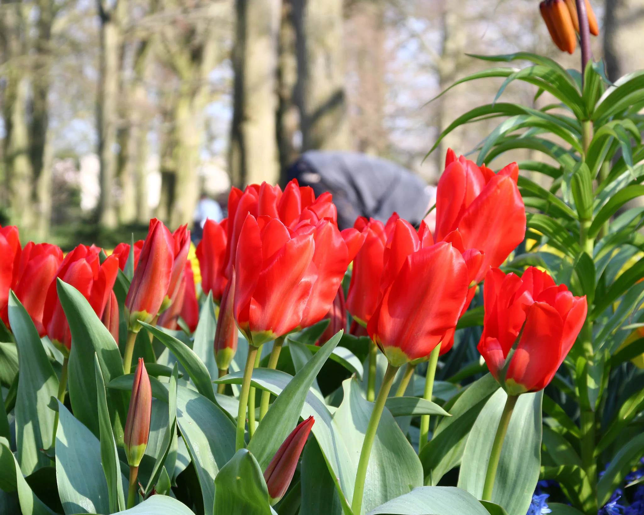 Tulip 'Red Emperor' - Image 4