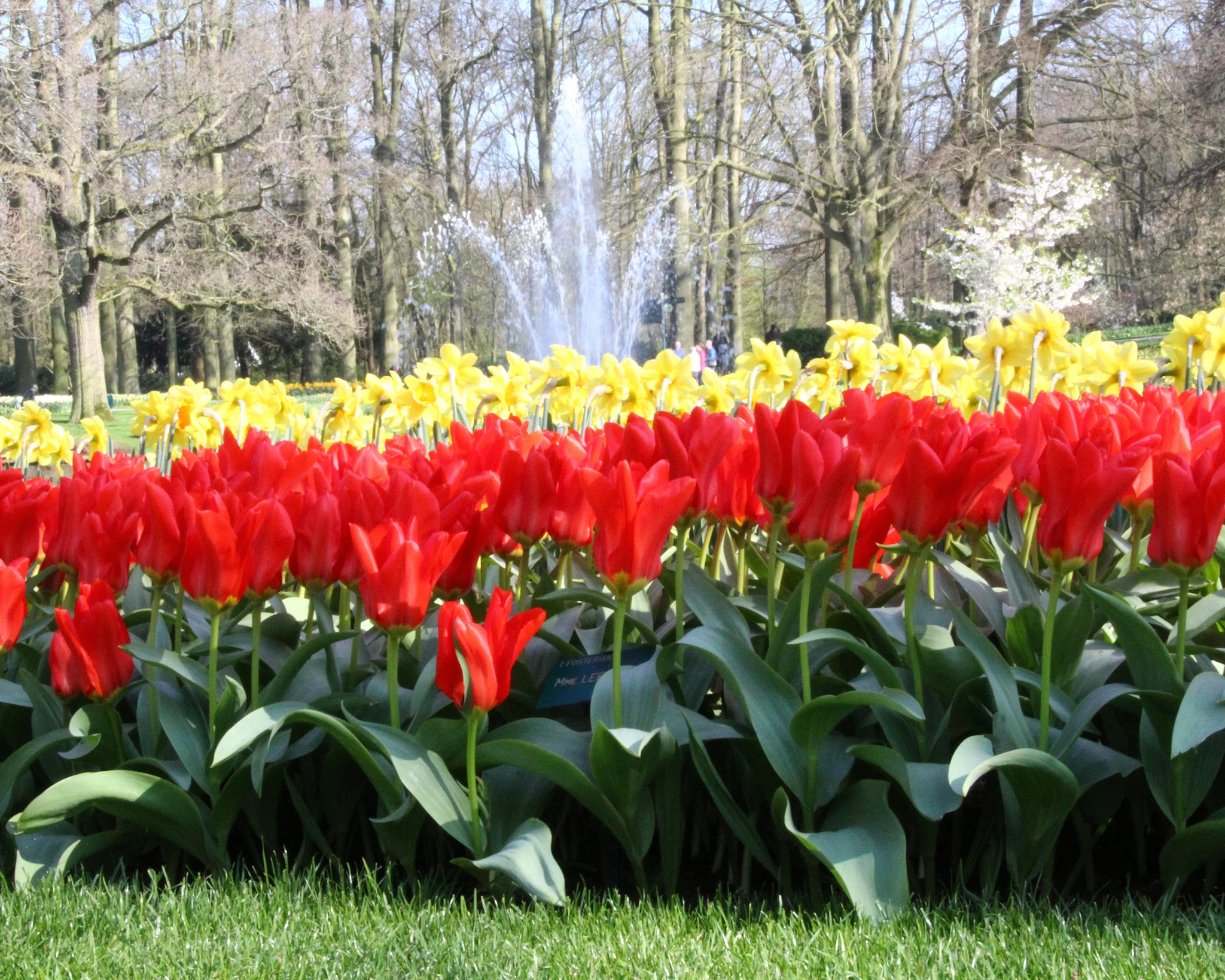 Tulip 'Red Emperor' - Image 9