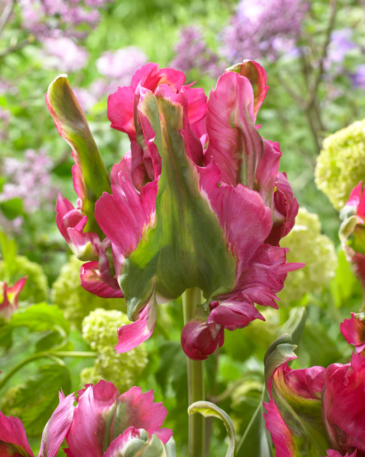 Tulip 'Red Wave'