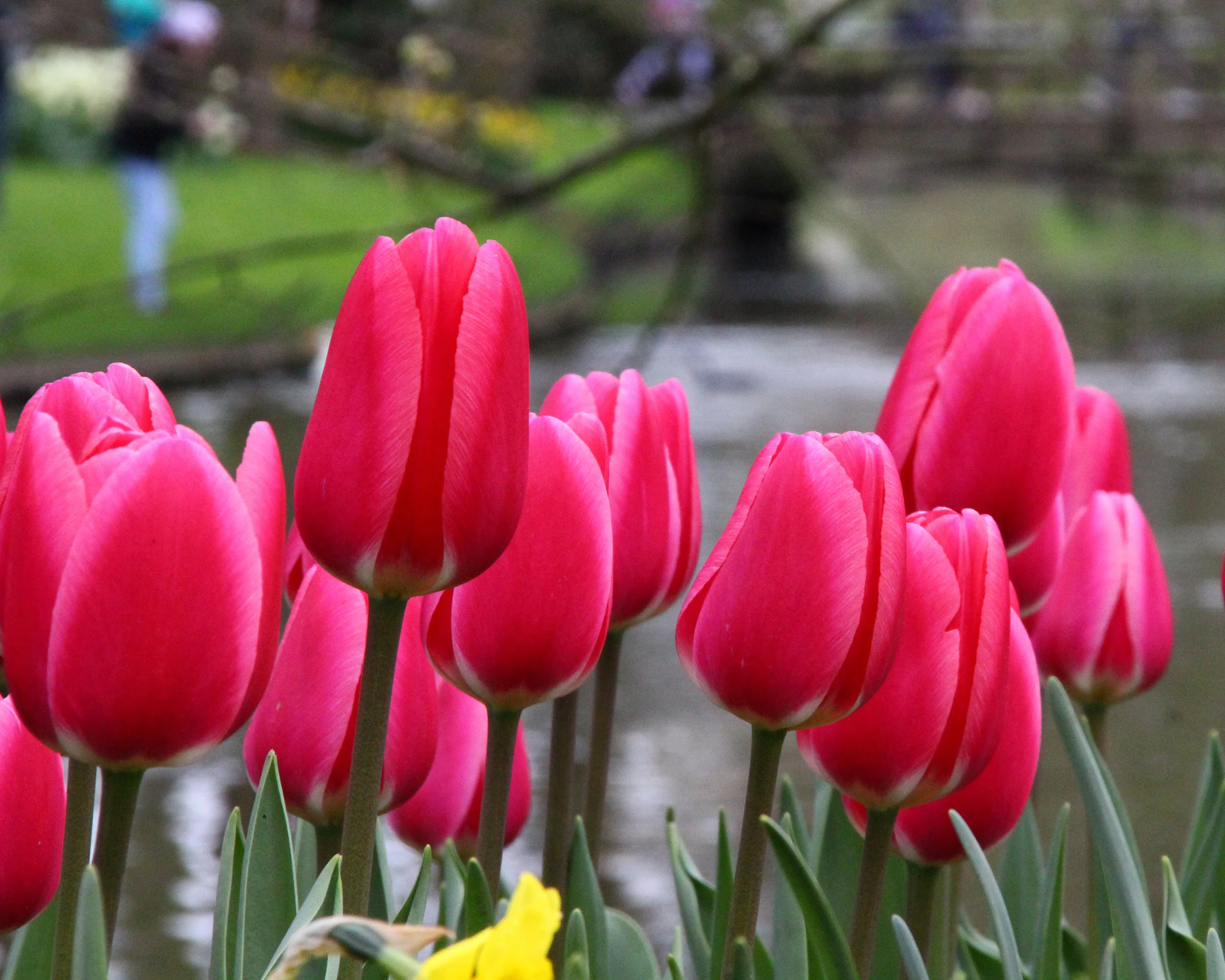 Tulip 'Rosy Delight' - Image 5