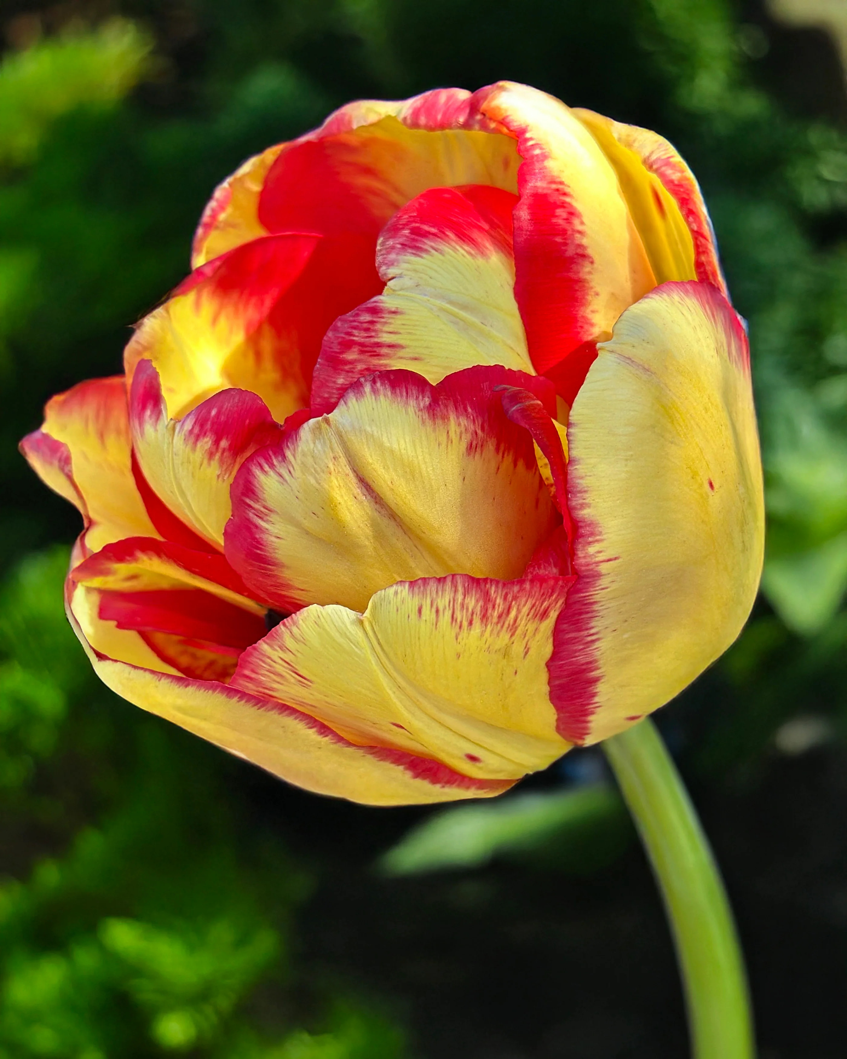 Tulip 'Mayfair'