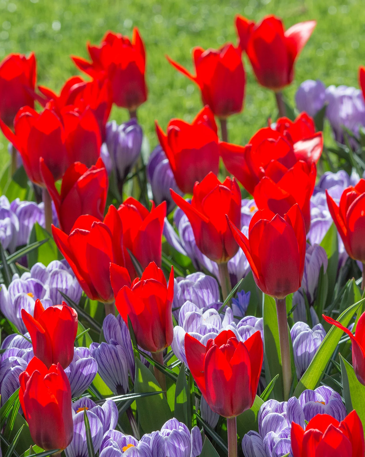 Tulip 'Showwinner'