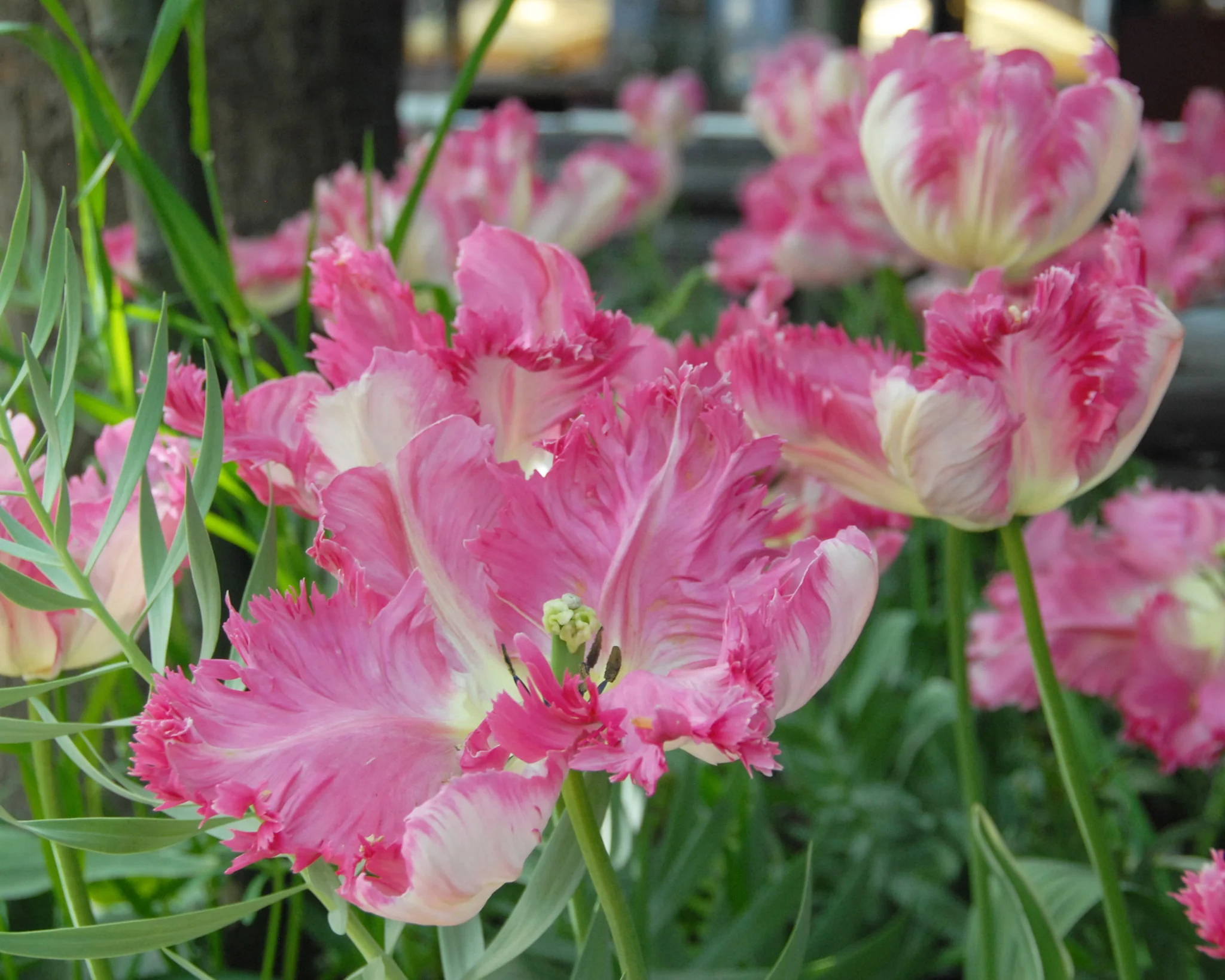 Tulip 'Silver Parrot' - Image 3