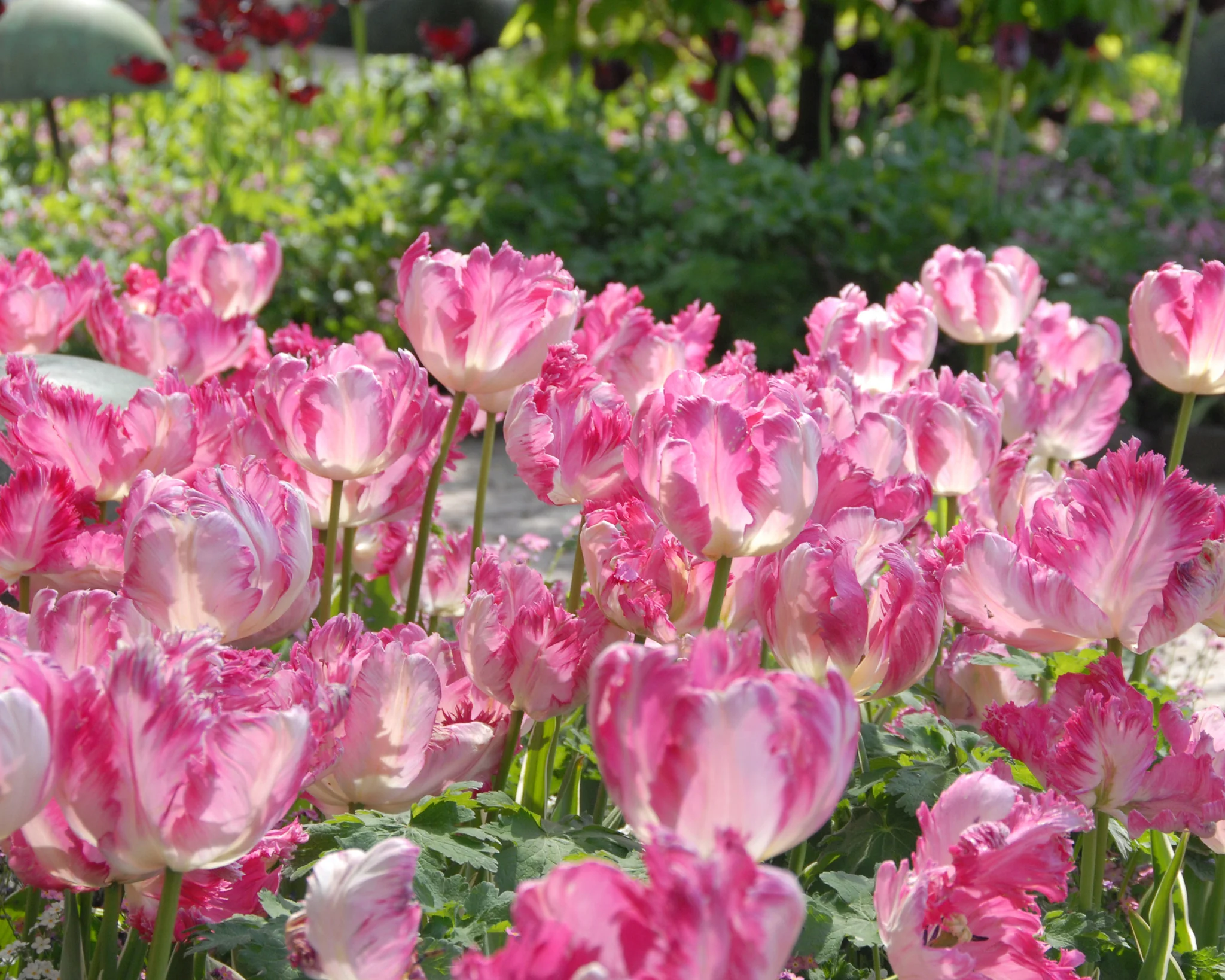 Tulip 'Silver Parrot' - Image 4