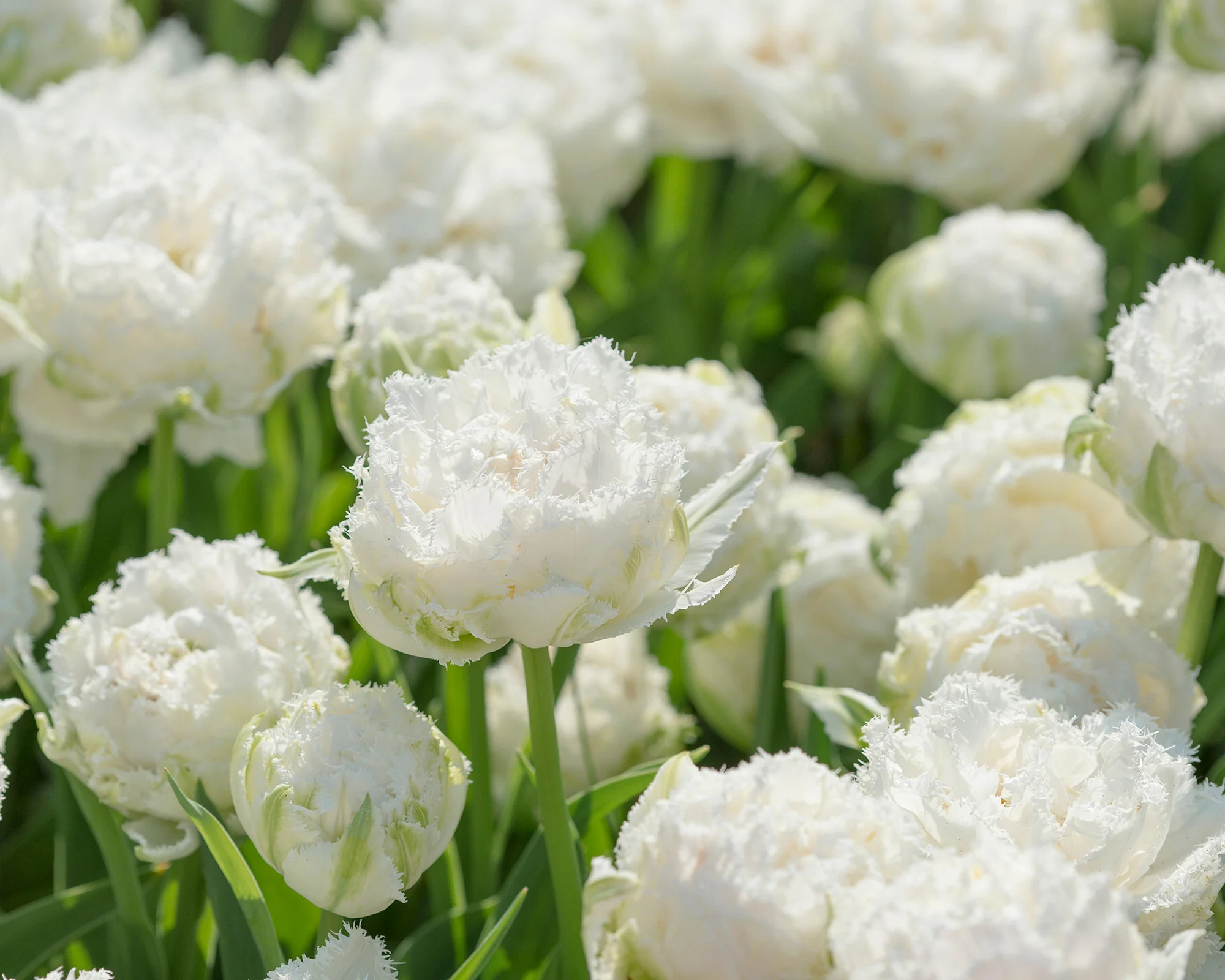 Tulip 'Snow Crystal' - Image 5
