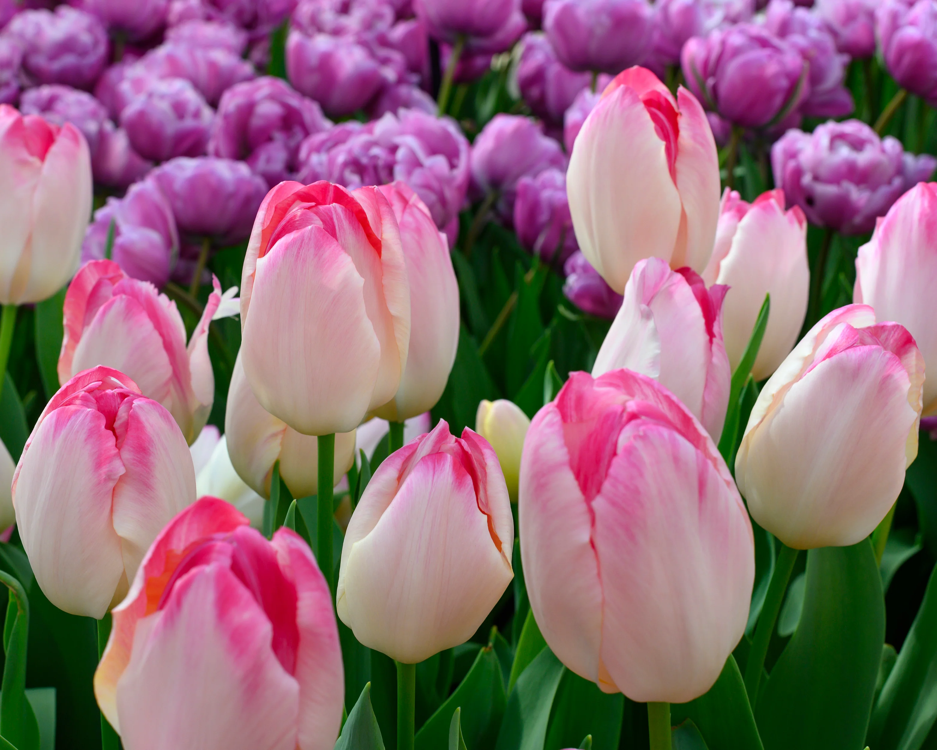 Tulip 'Supri Erotic' - Image 2