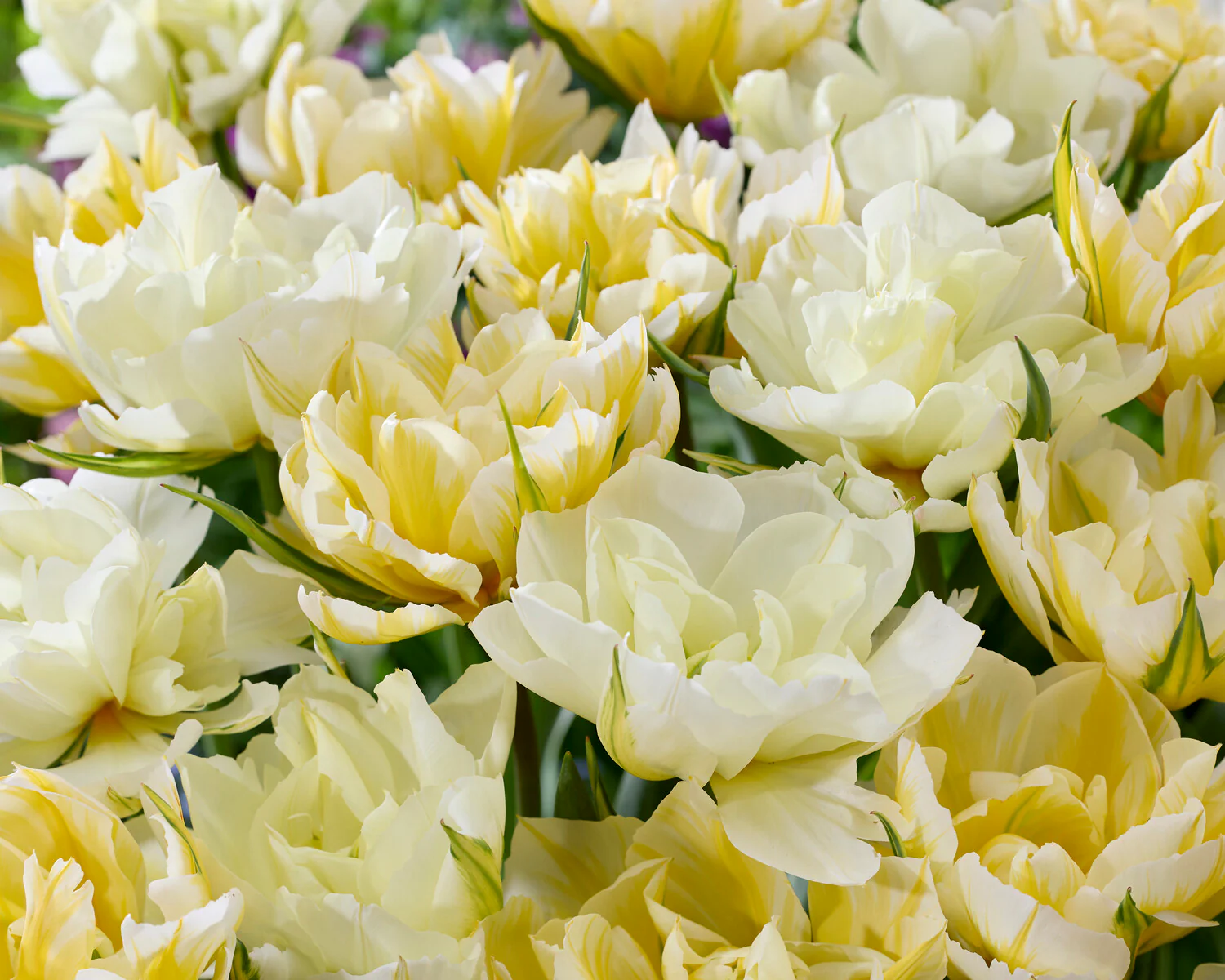 Tulip 'Sweet Valley' - Image 2