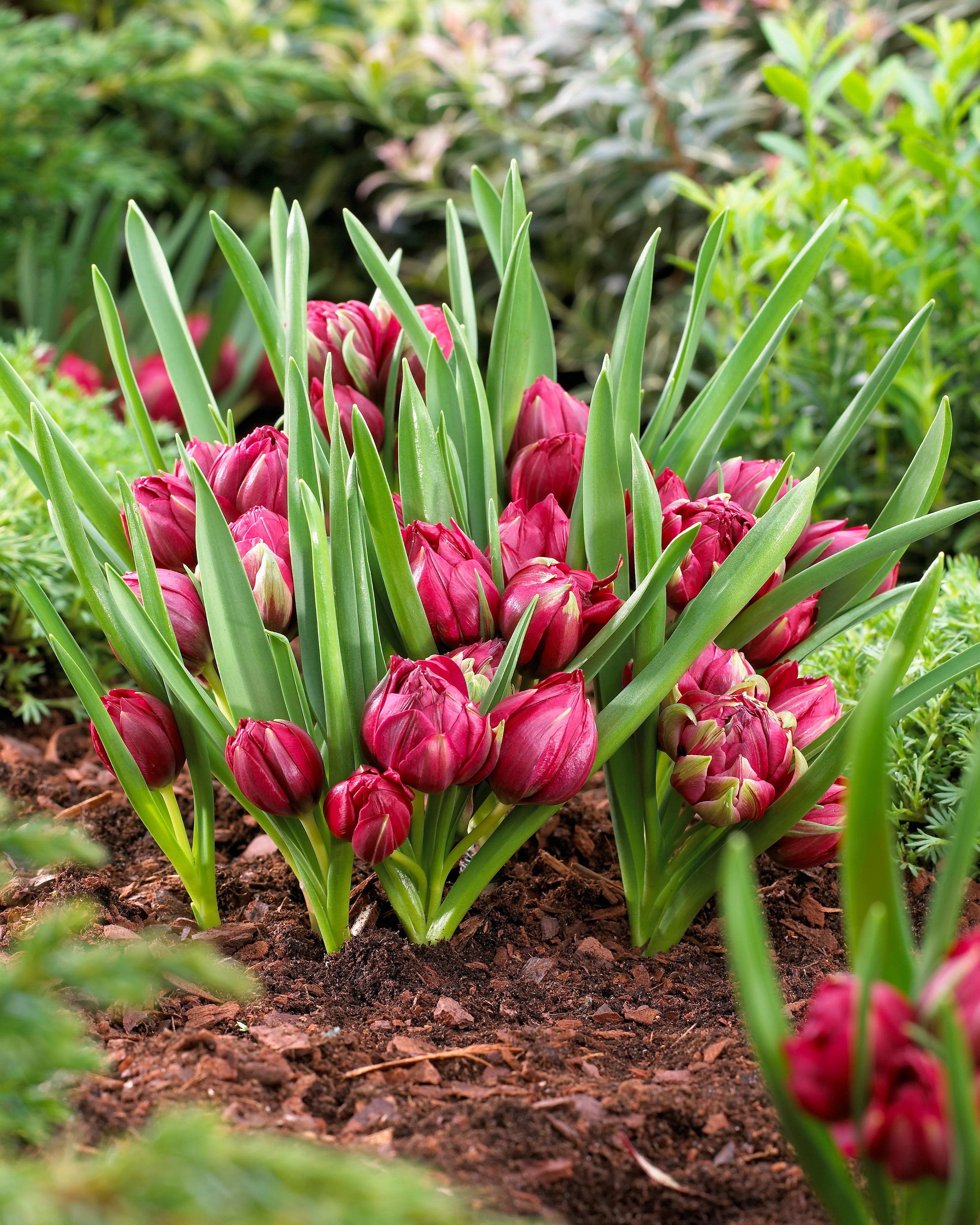 Tulip 'TĂȘte-a-TĂȘte' - Image 2