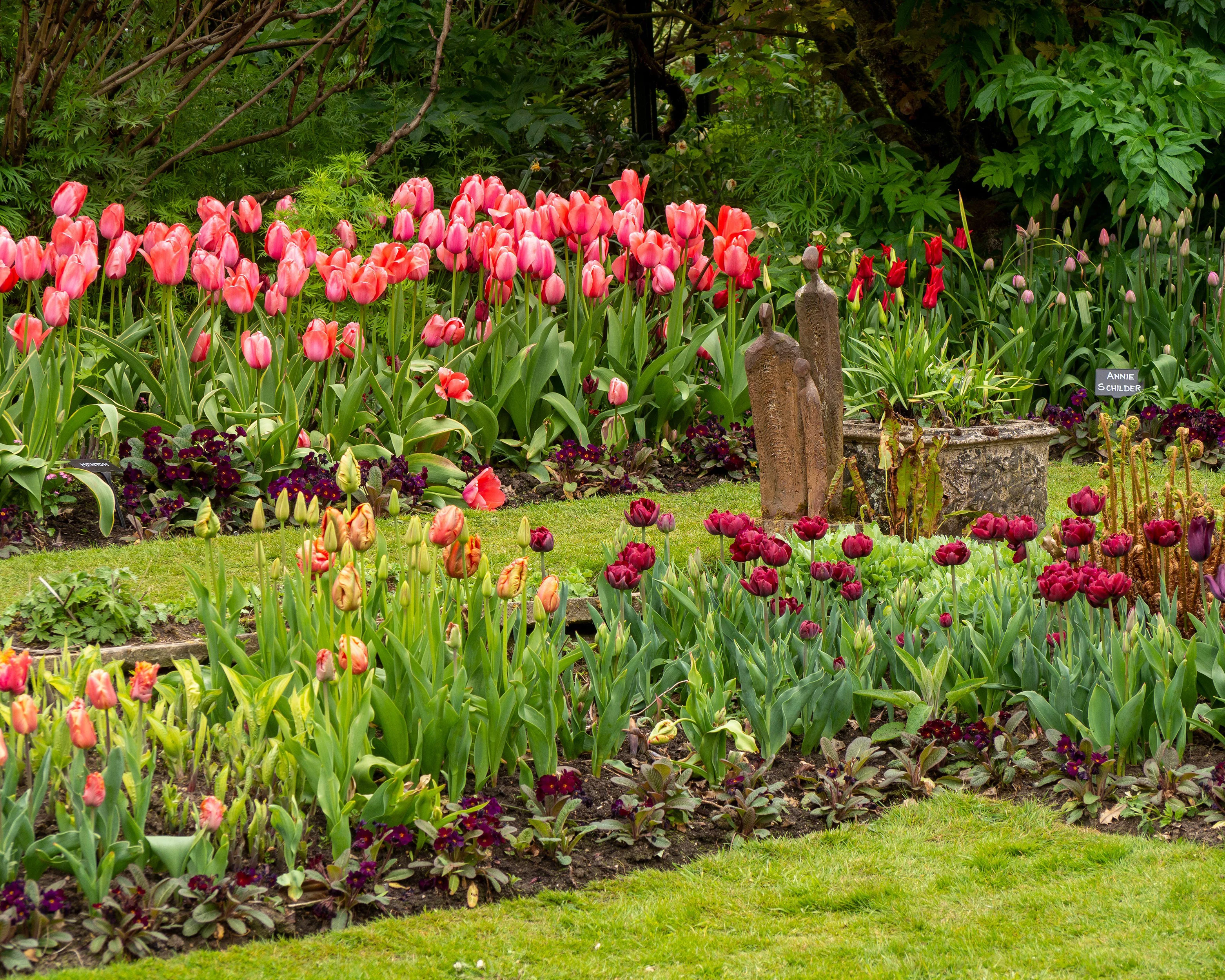 Tulip 'Uncle Tom' - Image 14