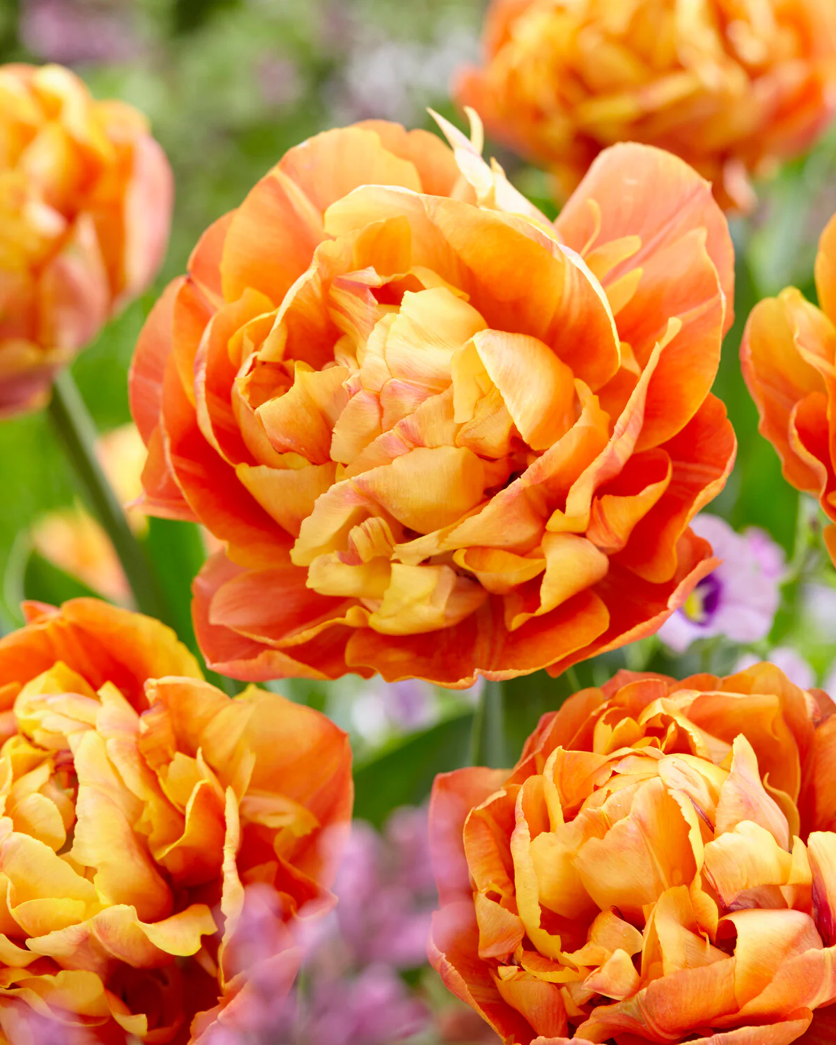 Tulip 'Valdivia' - Image 3