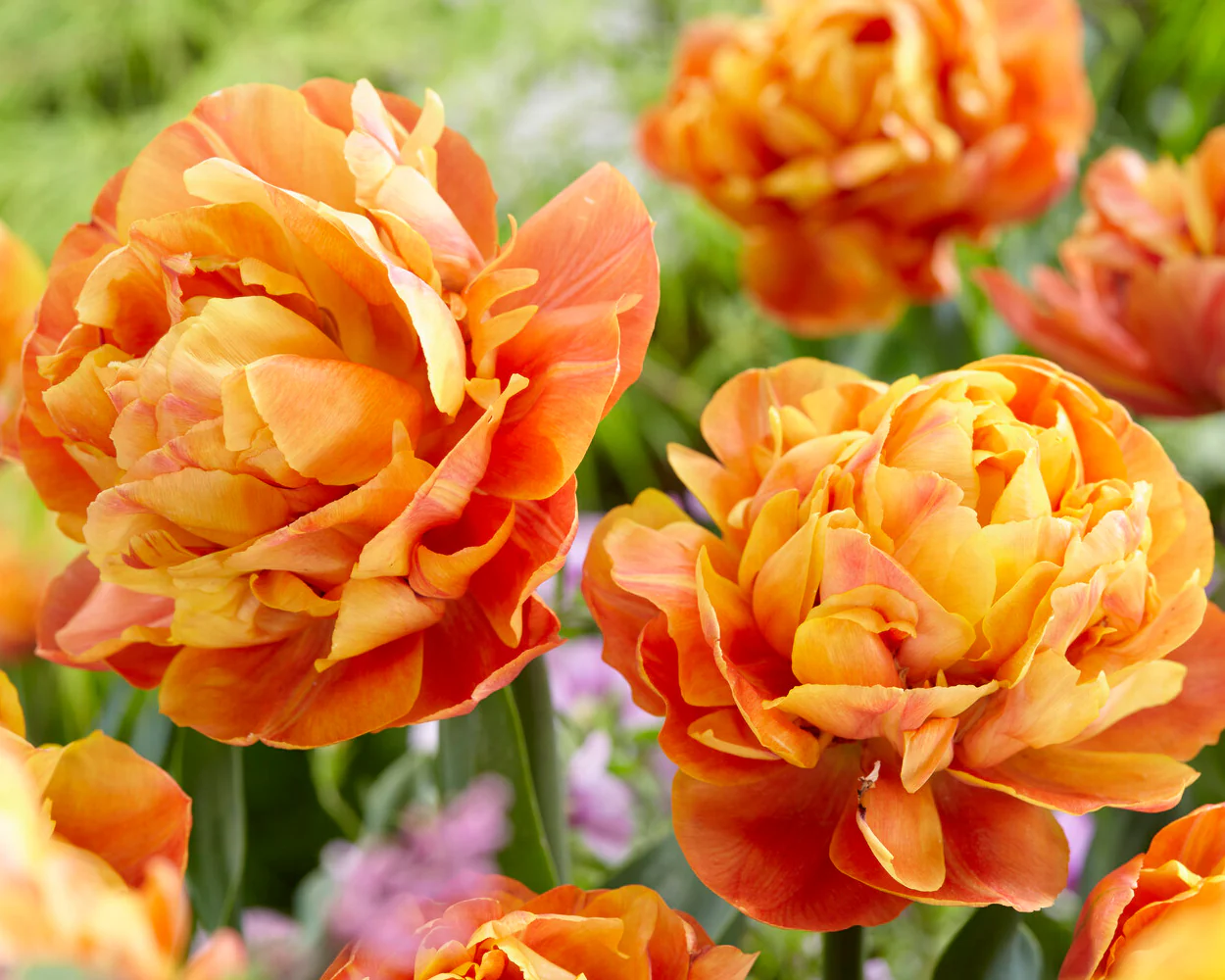 Tulip 'Valdivia' - Image 5
