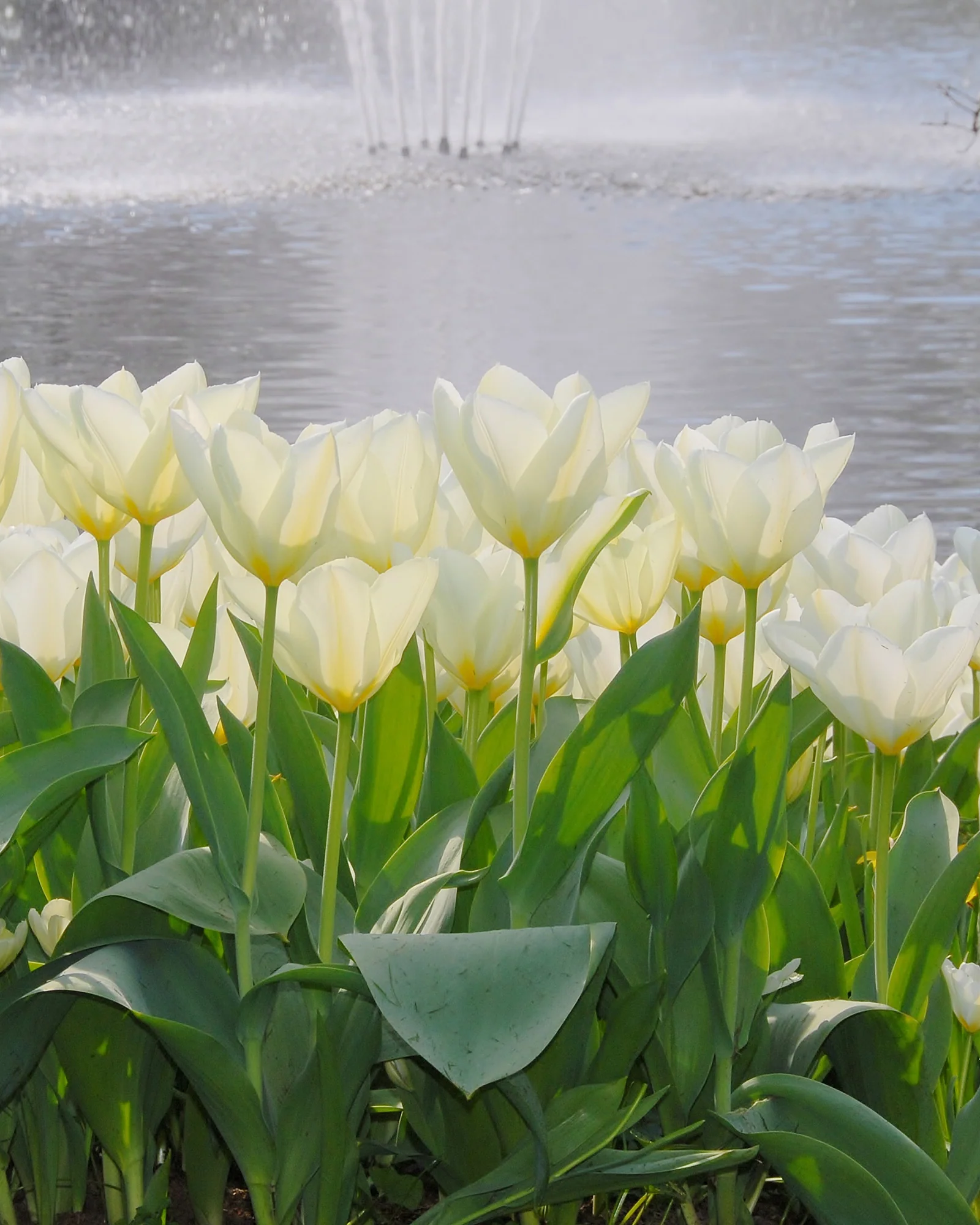 Tulip 'White Emperor' - Image 2