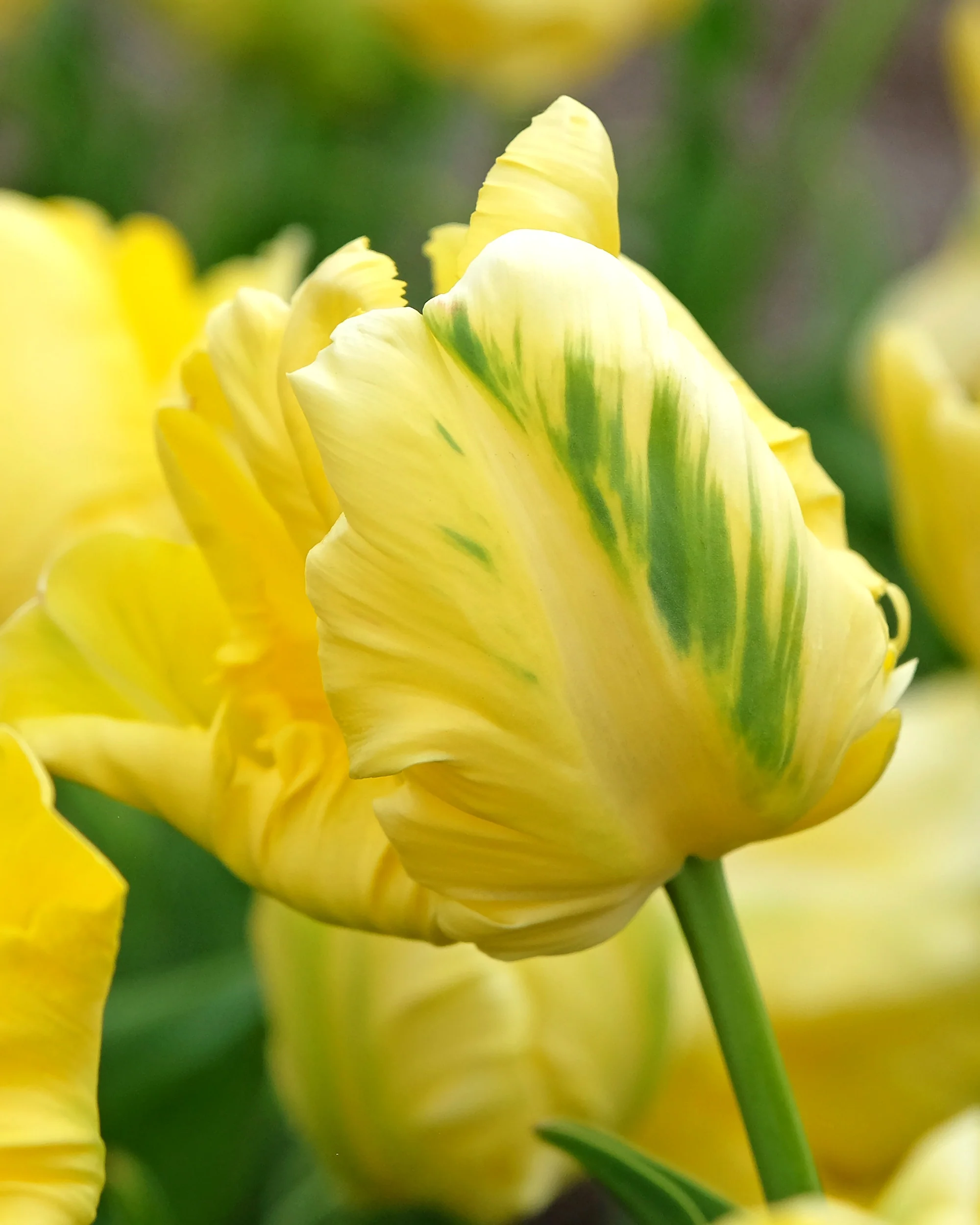 Tulip 'Yellow Madonna'