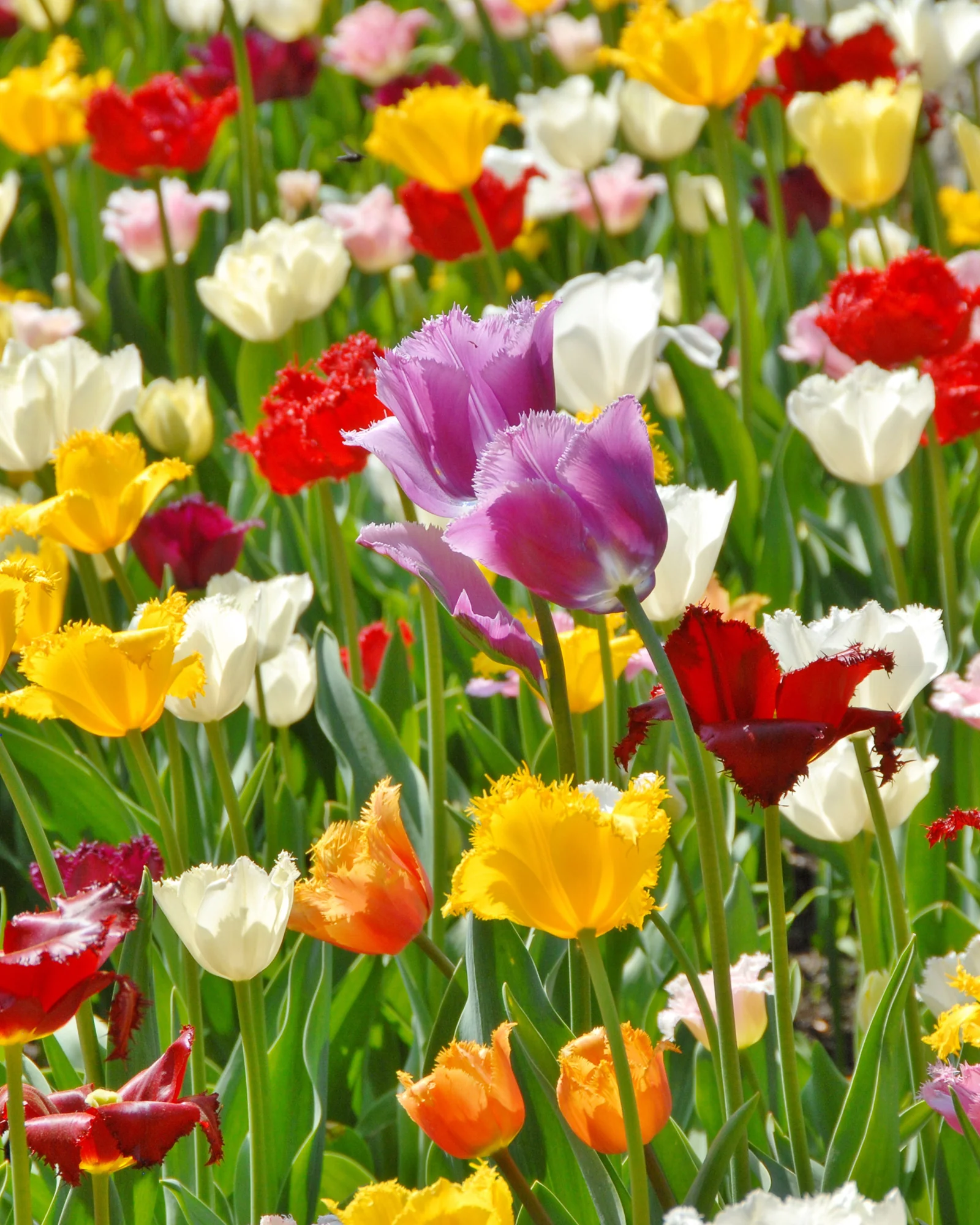 Tulip 'Crispa Mixed'