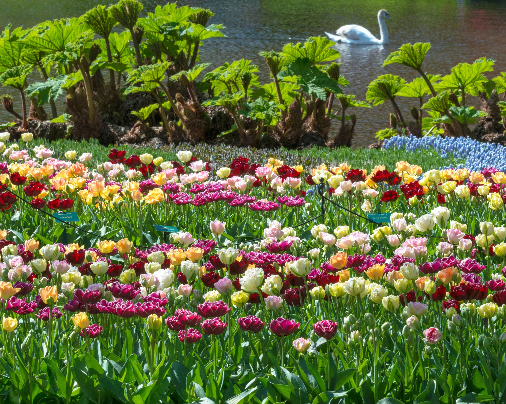 Tulip 'Double Mixed' - Image 5