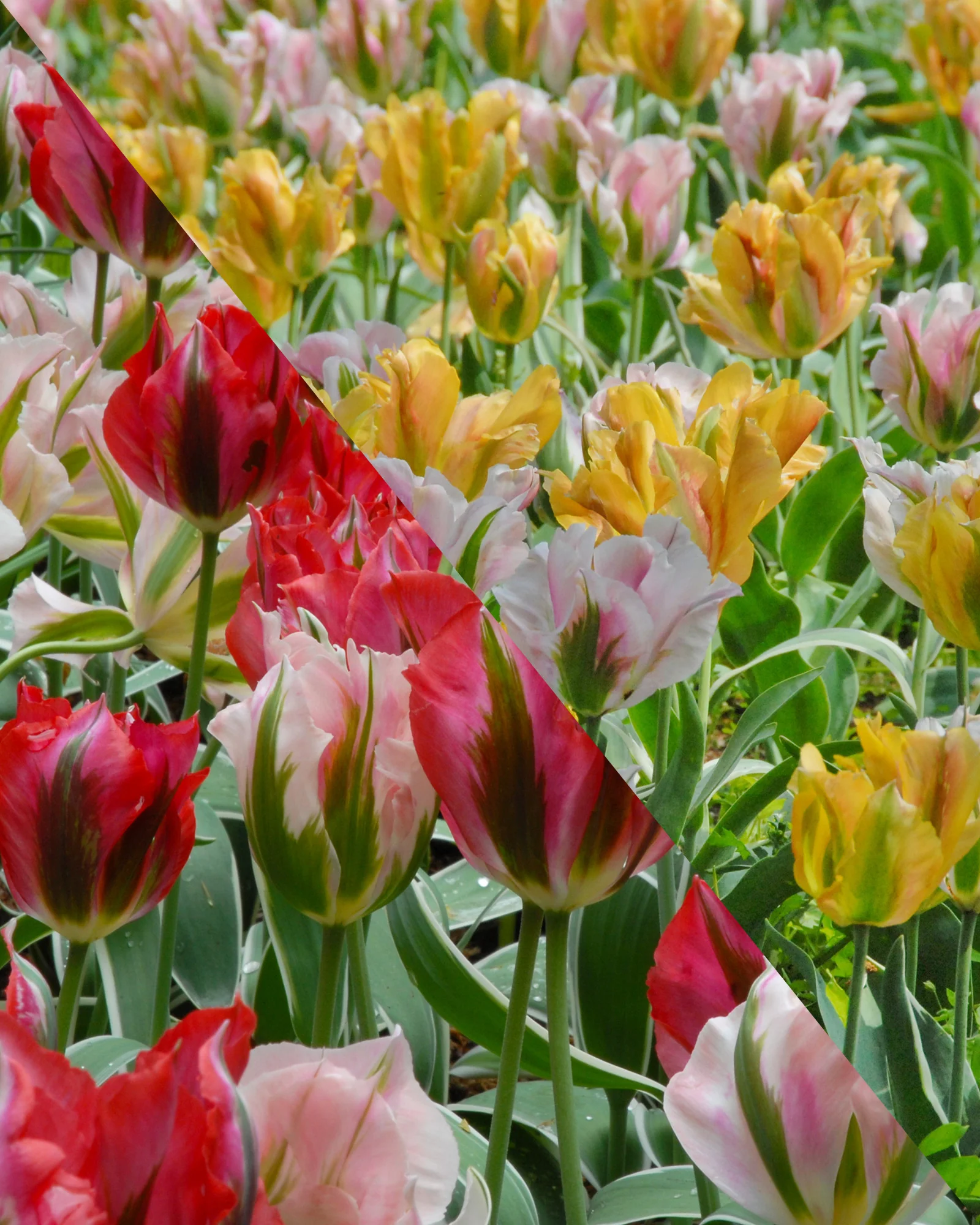 Tulip 'Viridiflora Mixed'