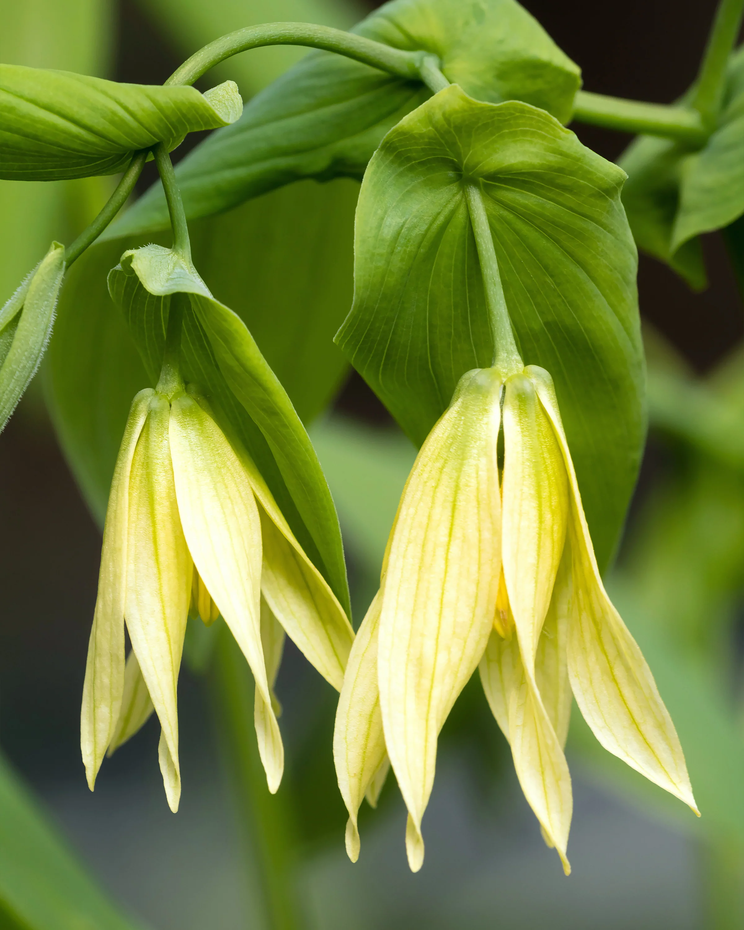 Uvularia pallida - Image 2
