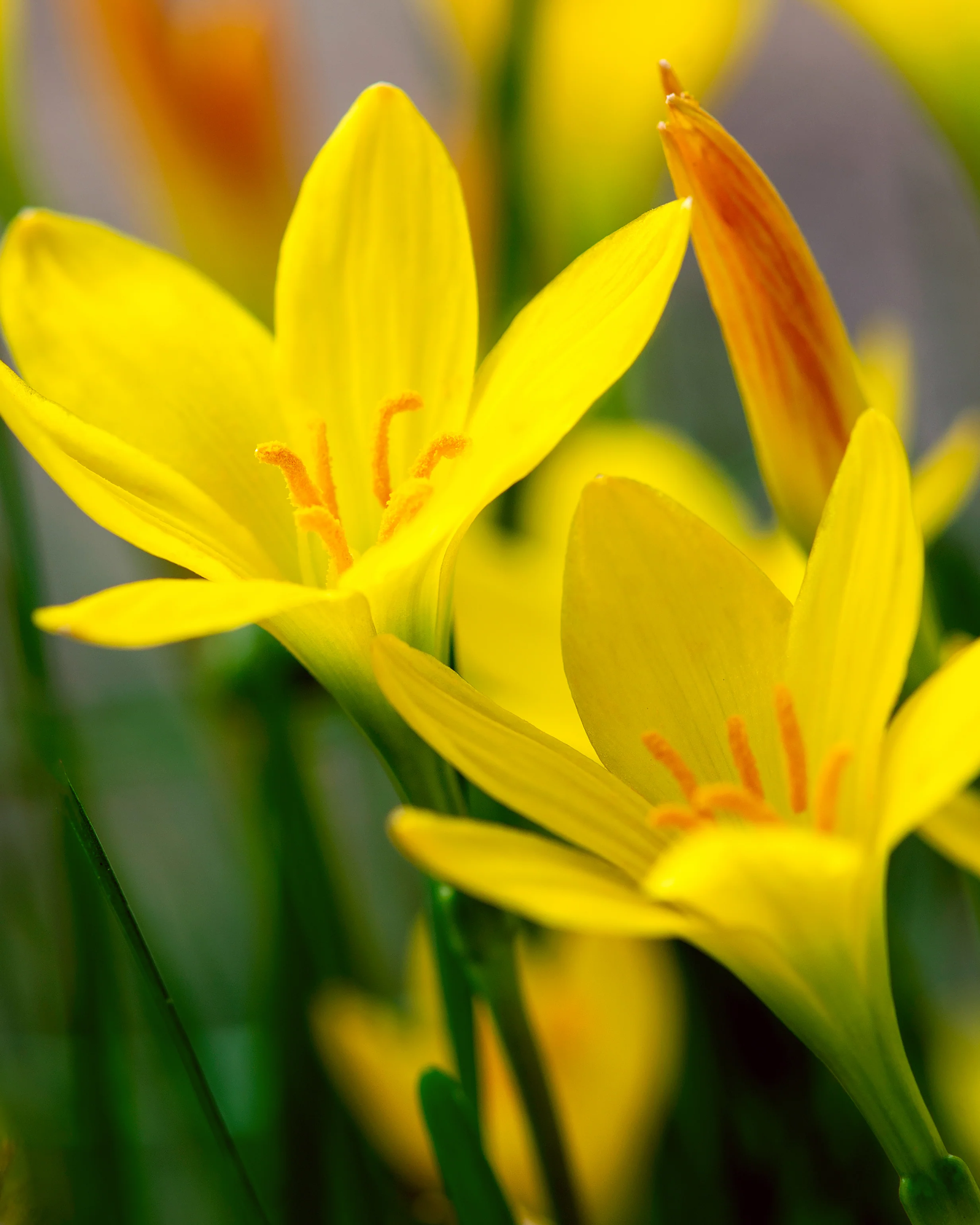 Zephyranthes sulphurea